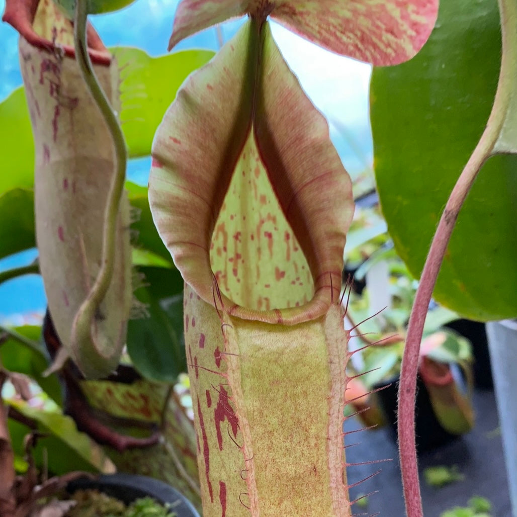 Nepenthes veitchii x boschiana