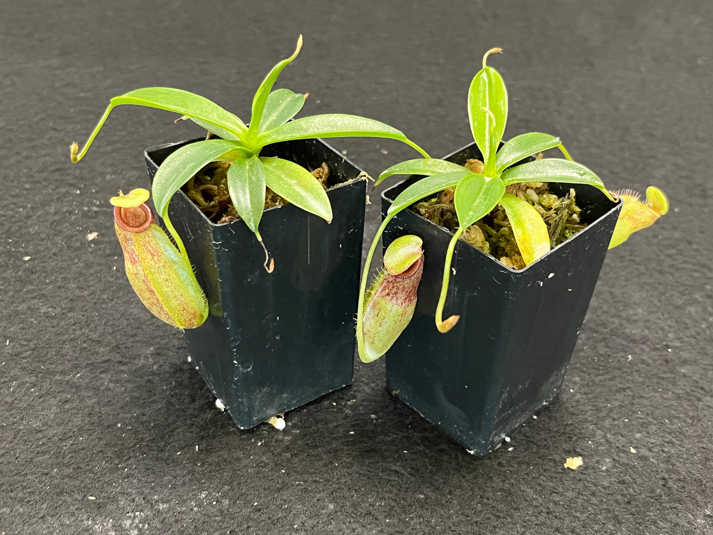 Nepenthes merrilliana x aristolochioides