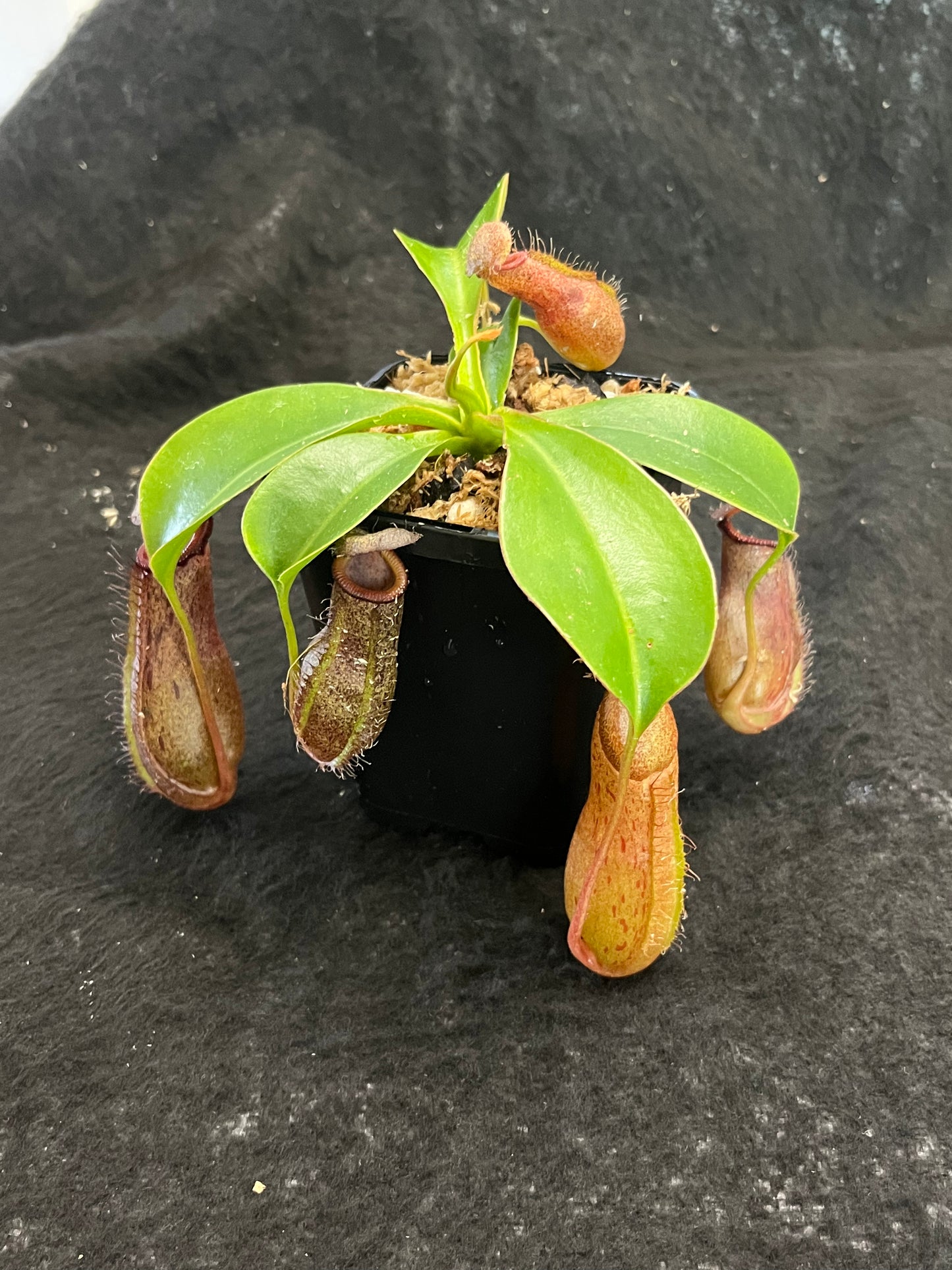 Nepenthes ventricosa x robcantleyi ‘Queen Malani’