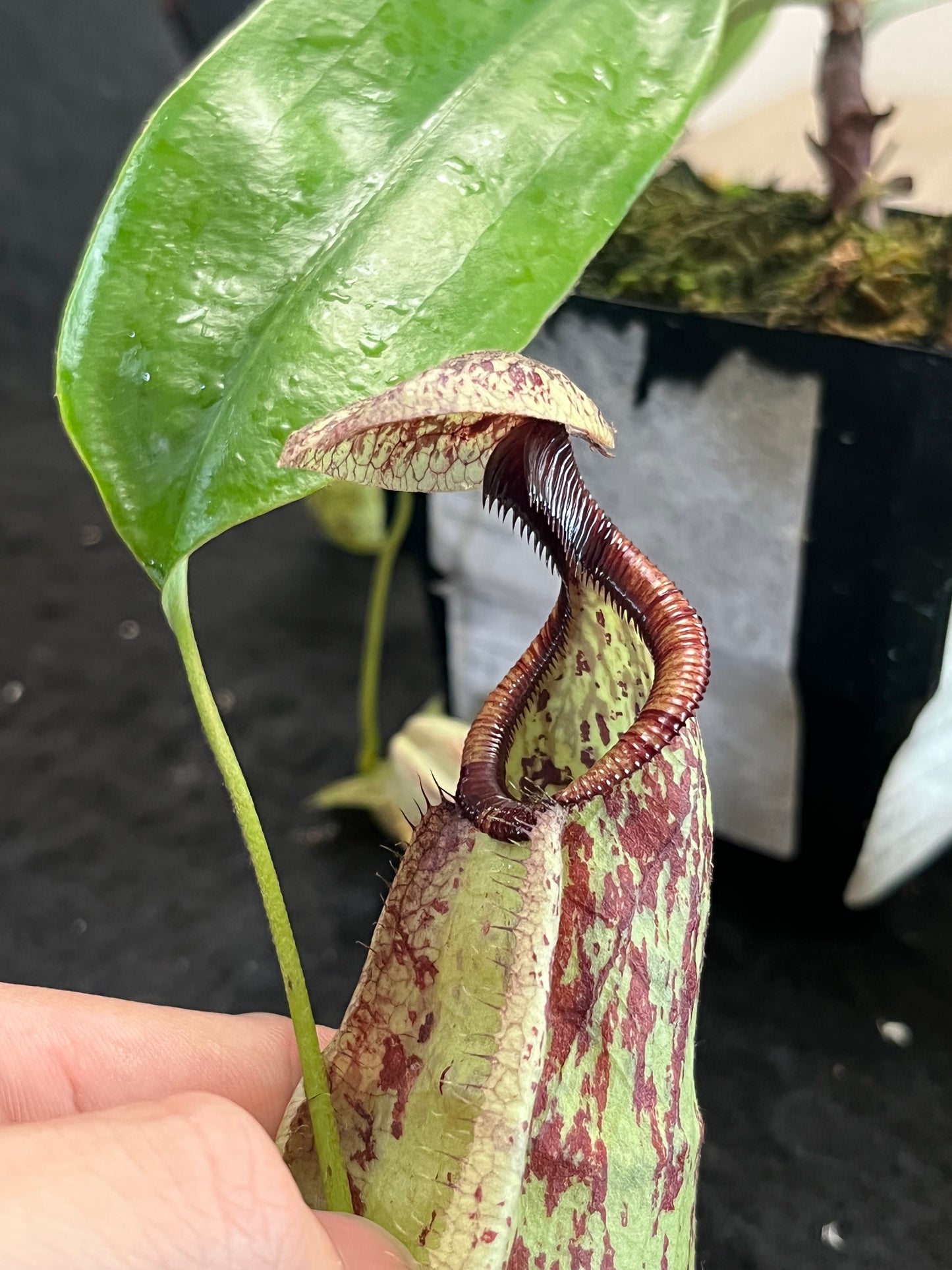 Nepenthes rafflesiana SG