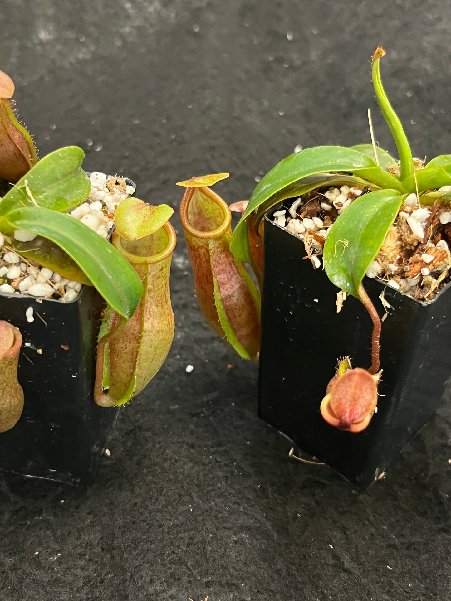 Nepenthes veitchii x mira