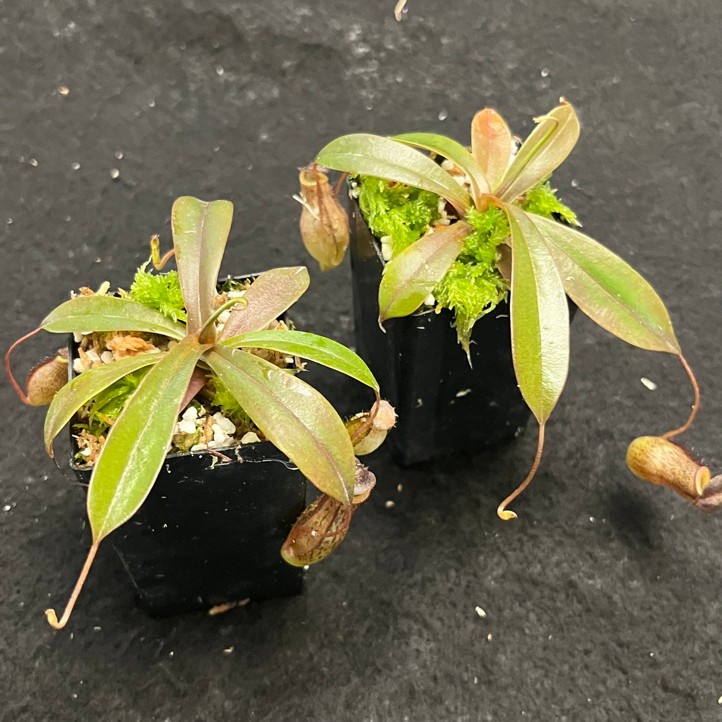 Nepenthes burkei x tenuis BE-4535