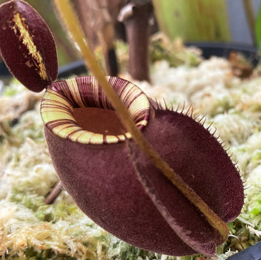 Nepenthes mirabilis var. globosa x ampullaria Black Miracle