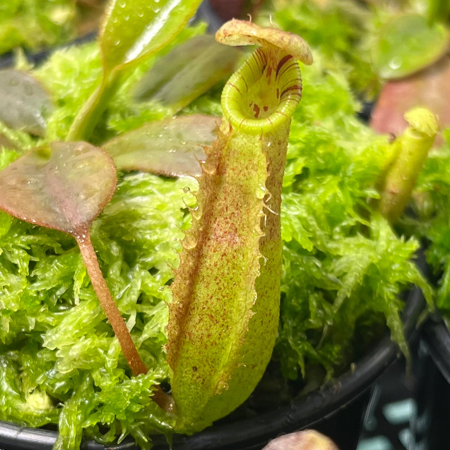 Nepenthes burbidgeae x (veitchii x lowii) BE-3993