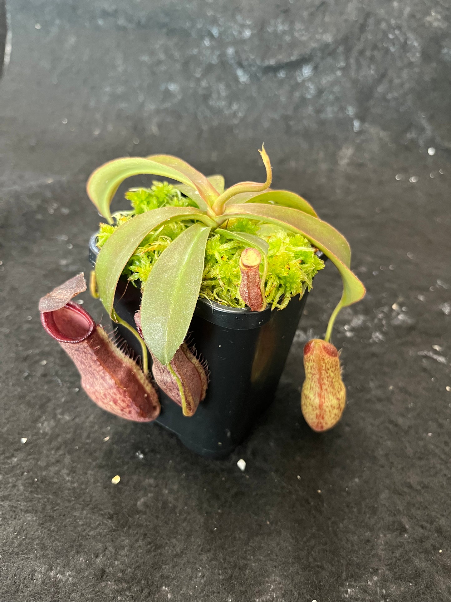 Nepenthes 'Helen' BE-4528