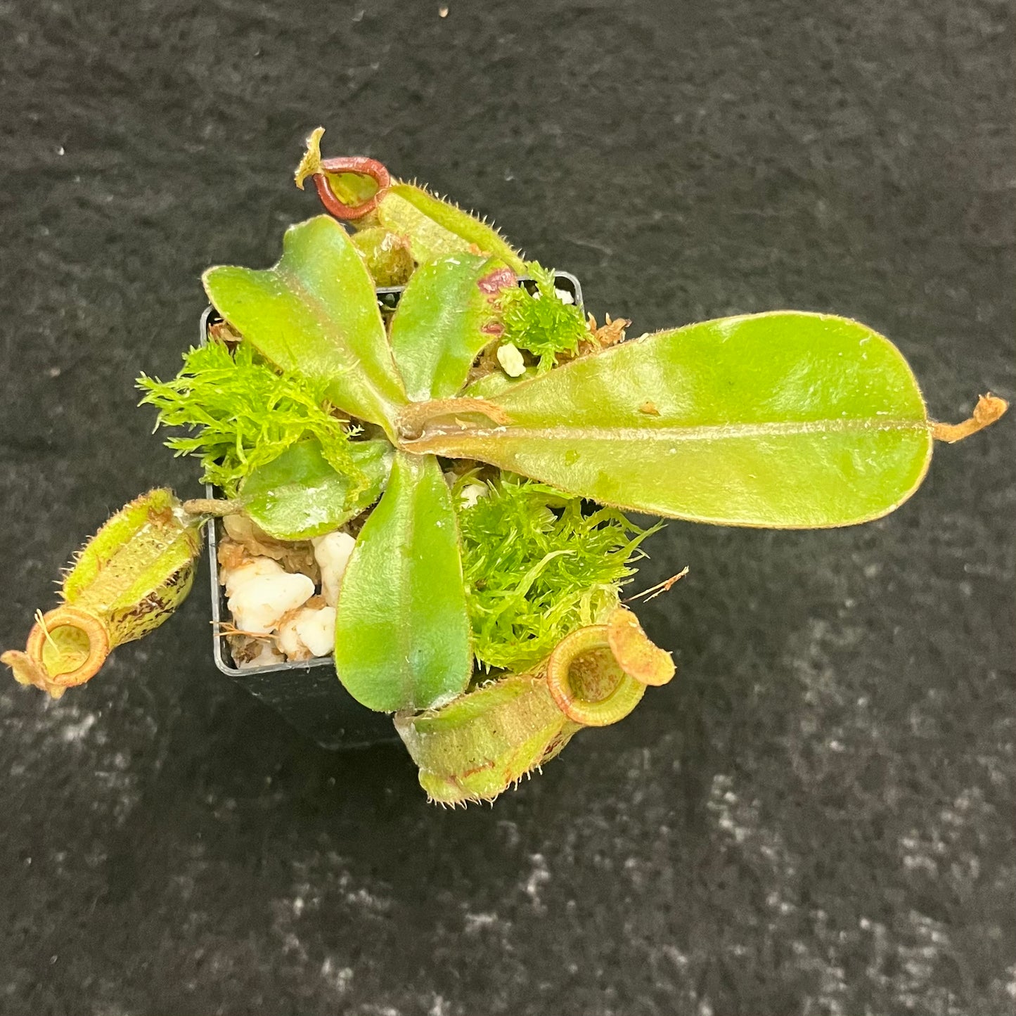 Nepenthes ampullaria x (veitchii x lowii)