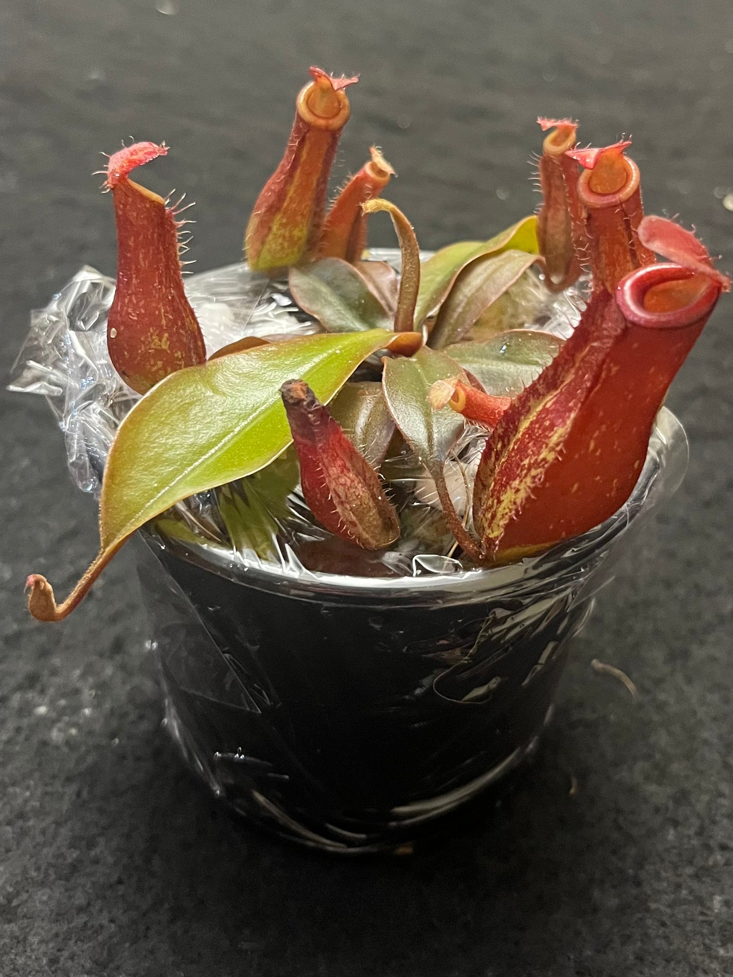 Nepenthes ampullaria x ventricosa "Bloody Mary”