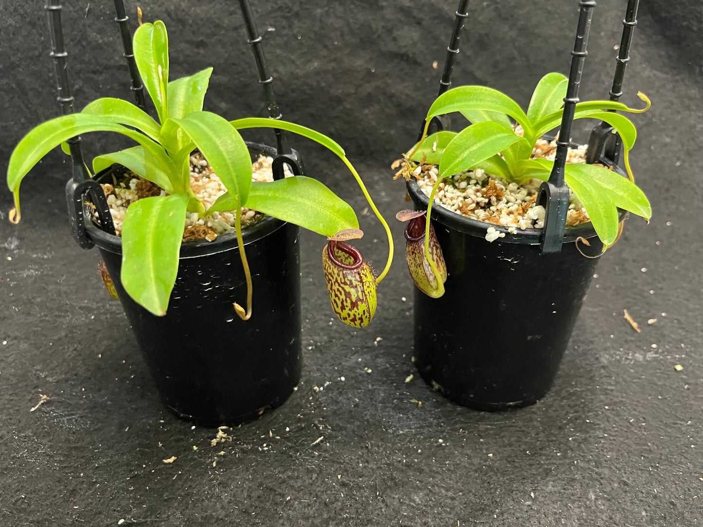 Nepenthes aristolochioides x burkei BE-3832