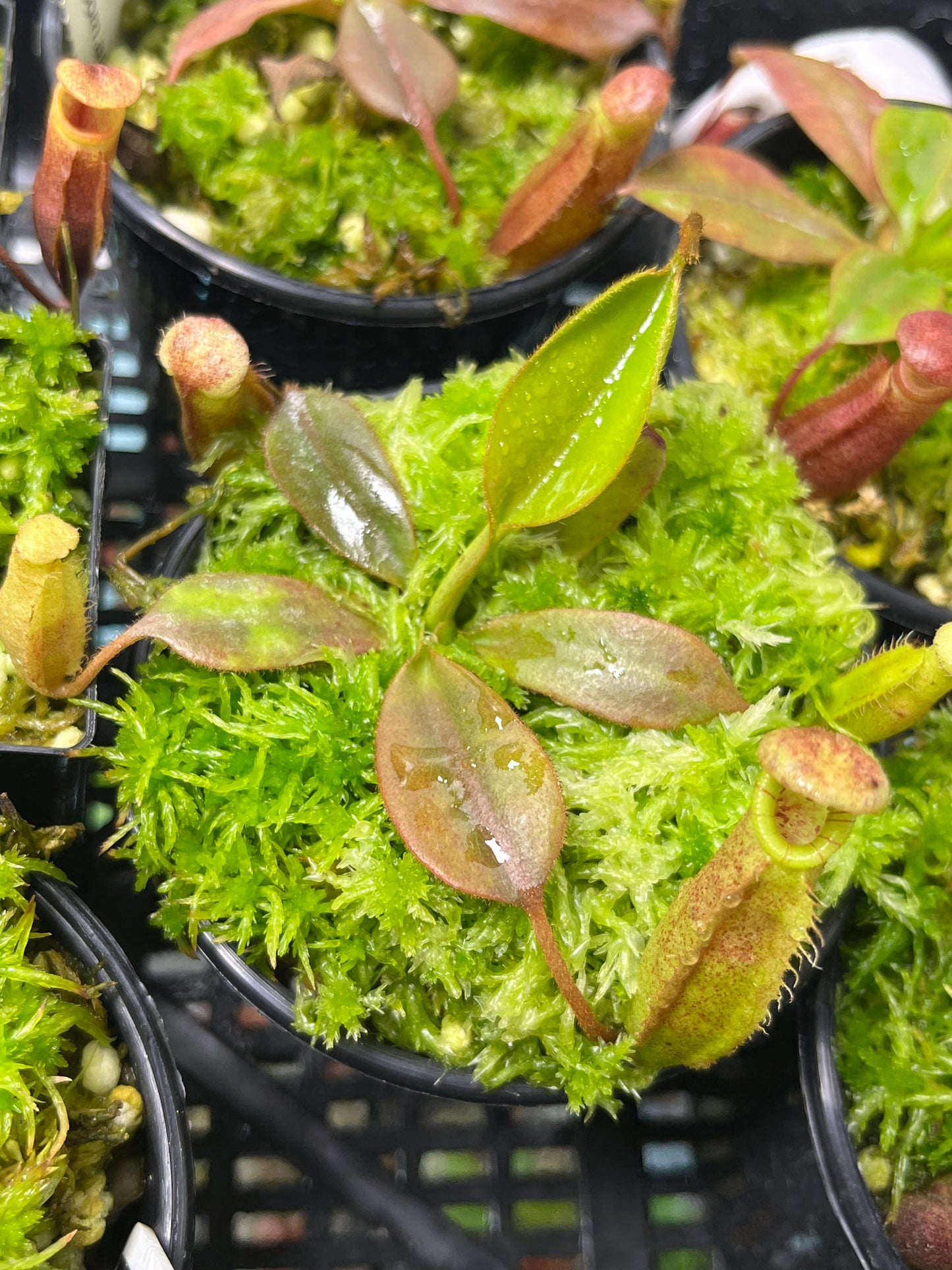 Nepenthes burbidgeae x (veitchii x lowii) BE-3993