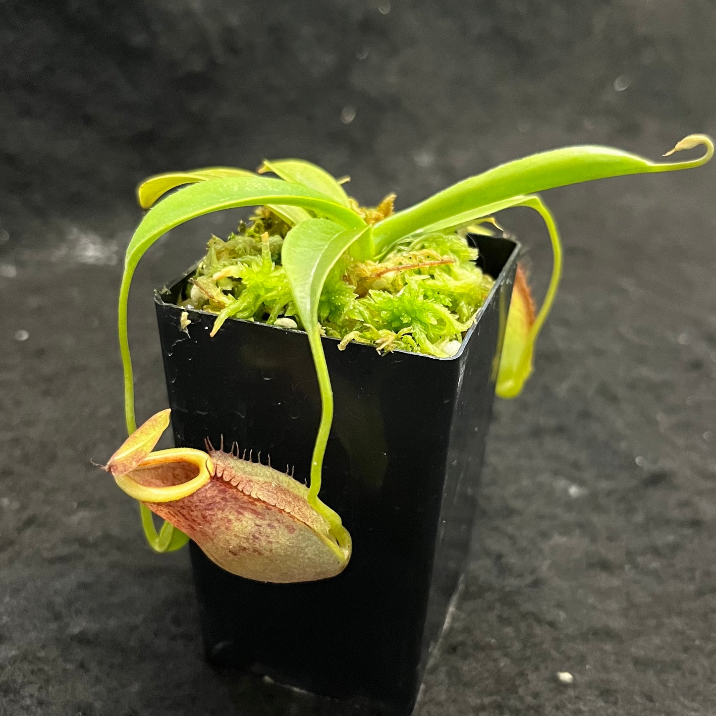 Nepenthes spathulata x tenuis