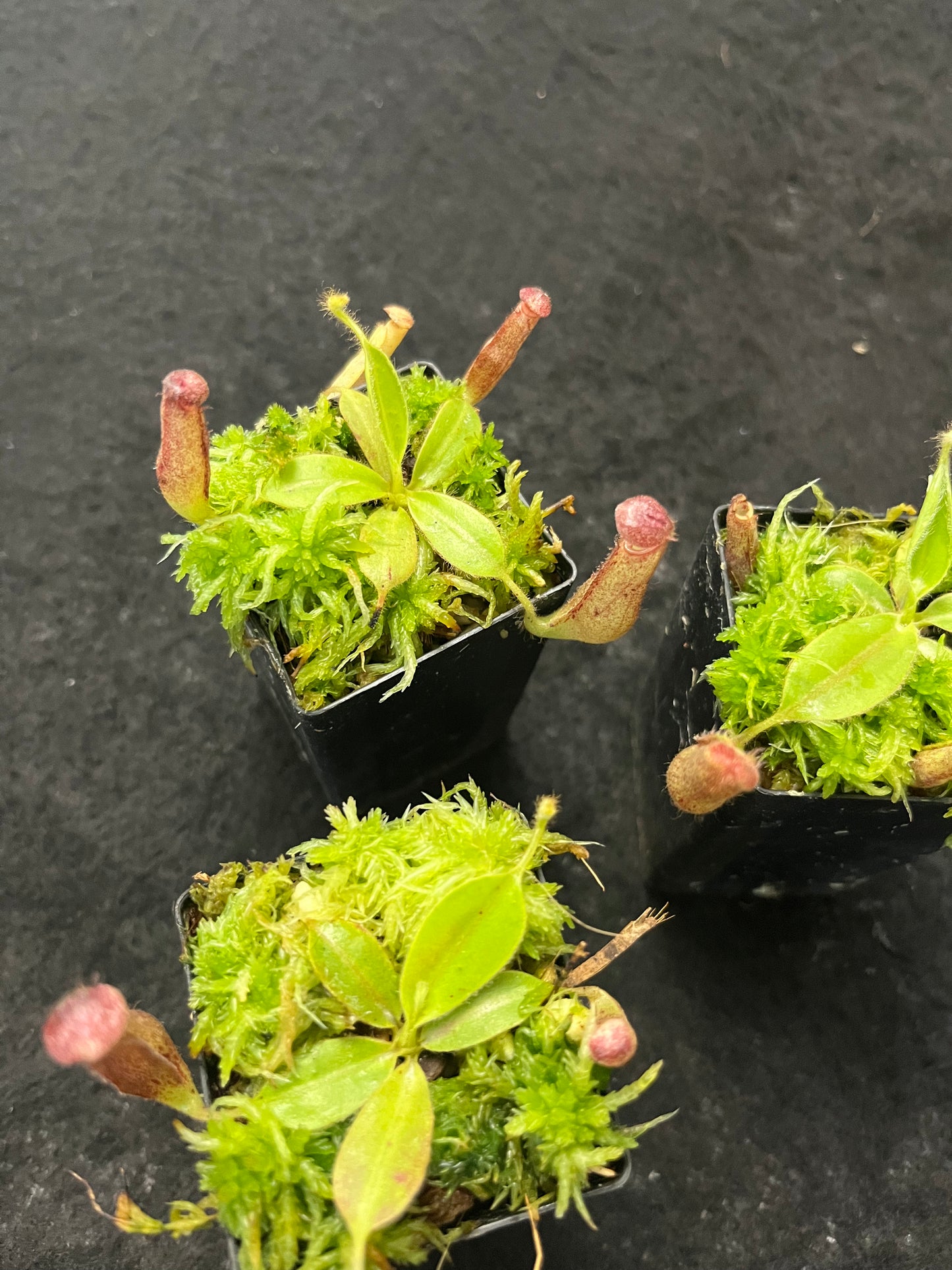 Nepenthes glandulifera Seedgrown