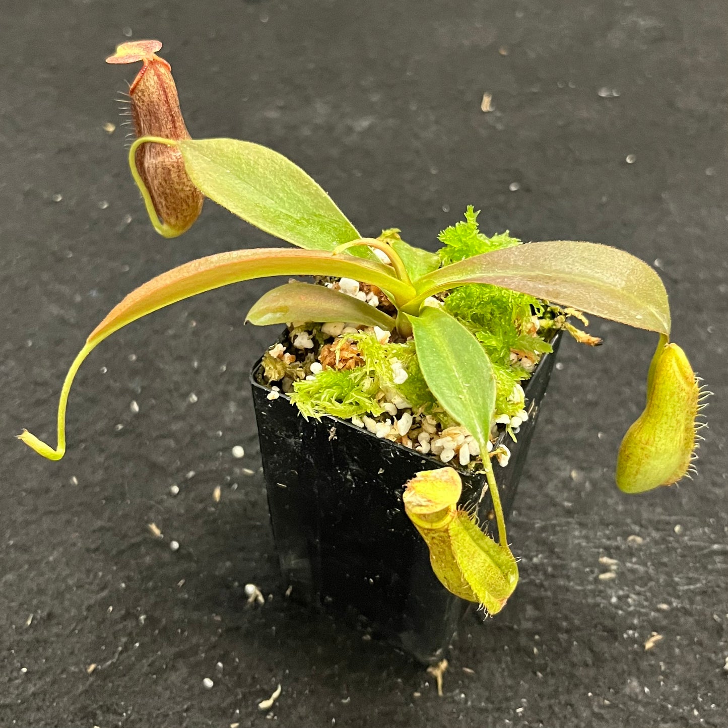 Nepenthes 'Helen' BE-4528