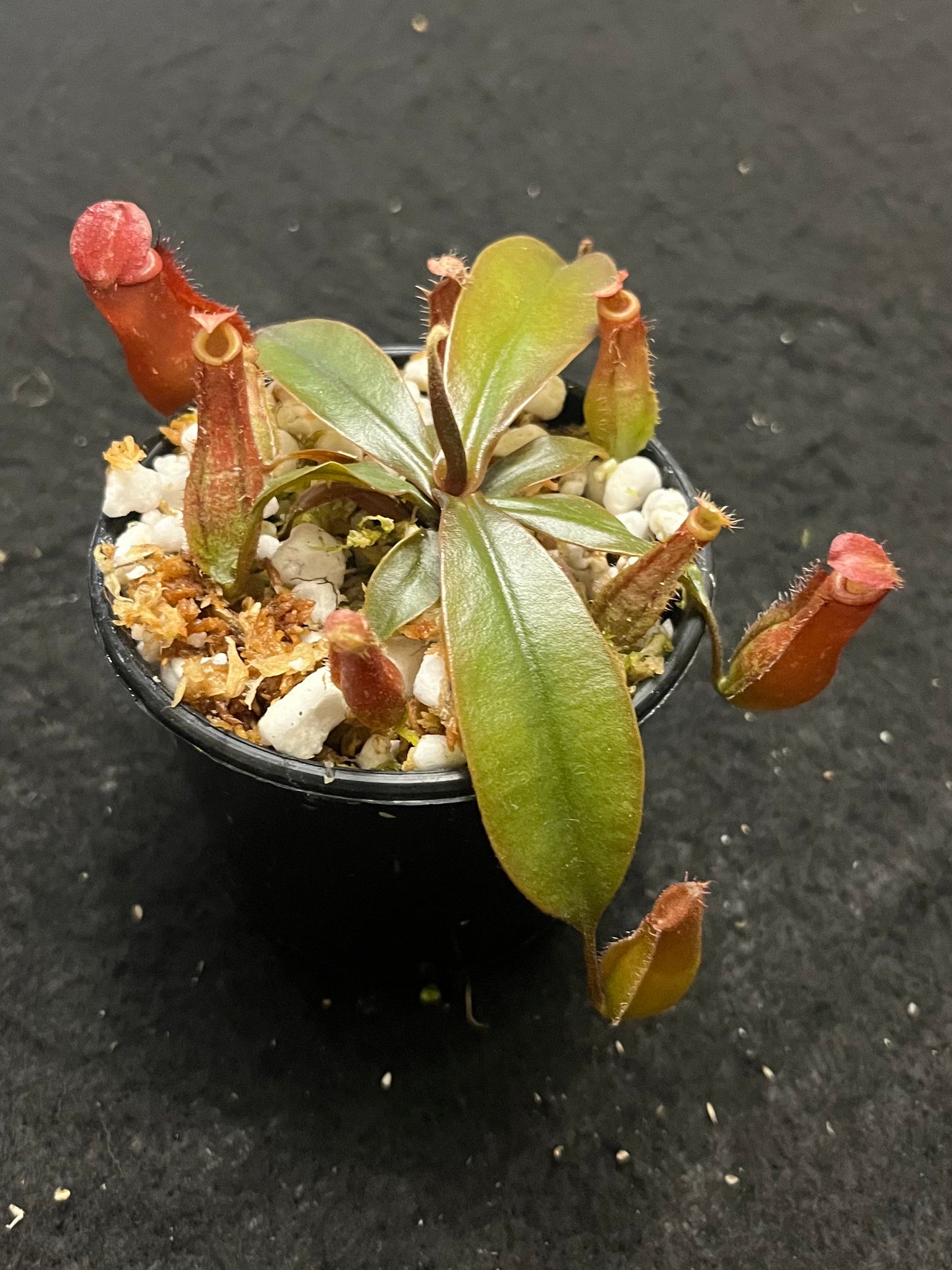 Nepenthes ampullaria x ventricosa "Bloody Mary”