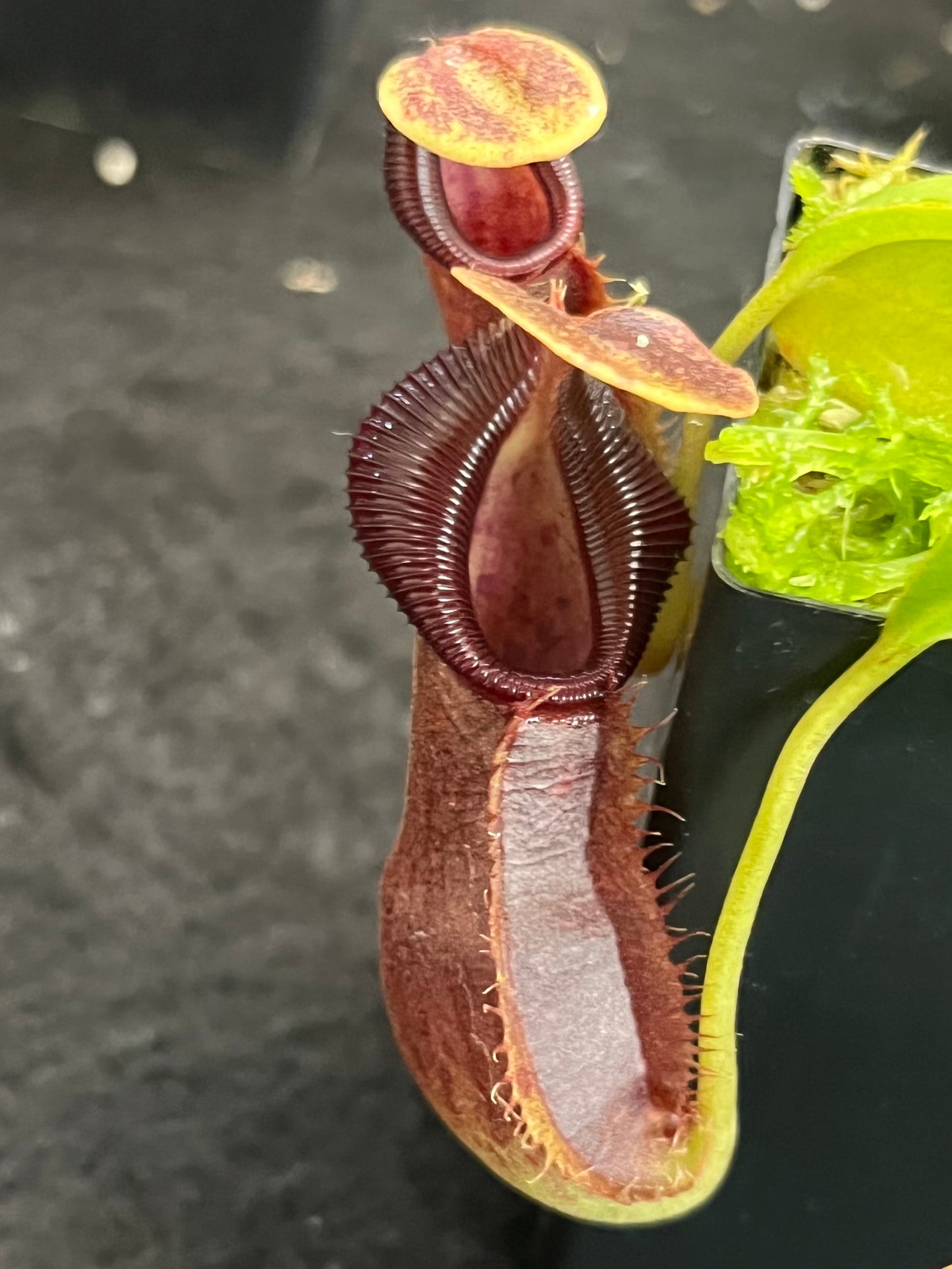 Nepenthes spathulata x singalana BE-4004