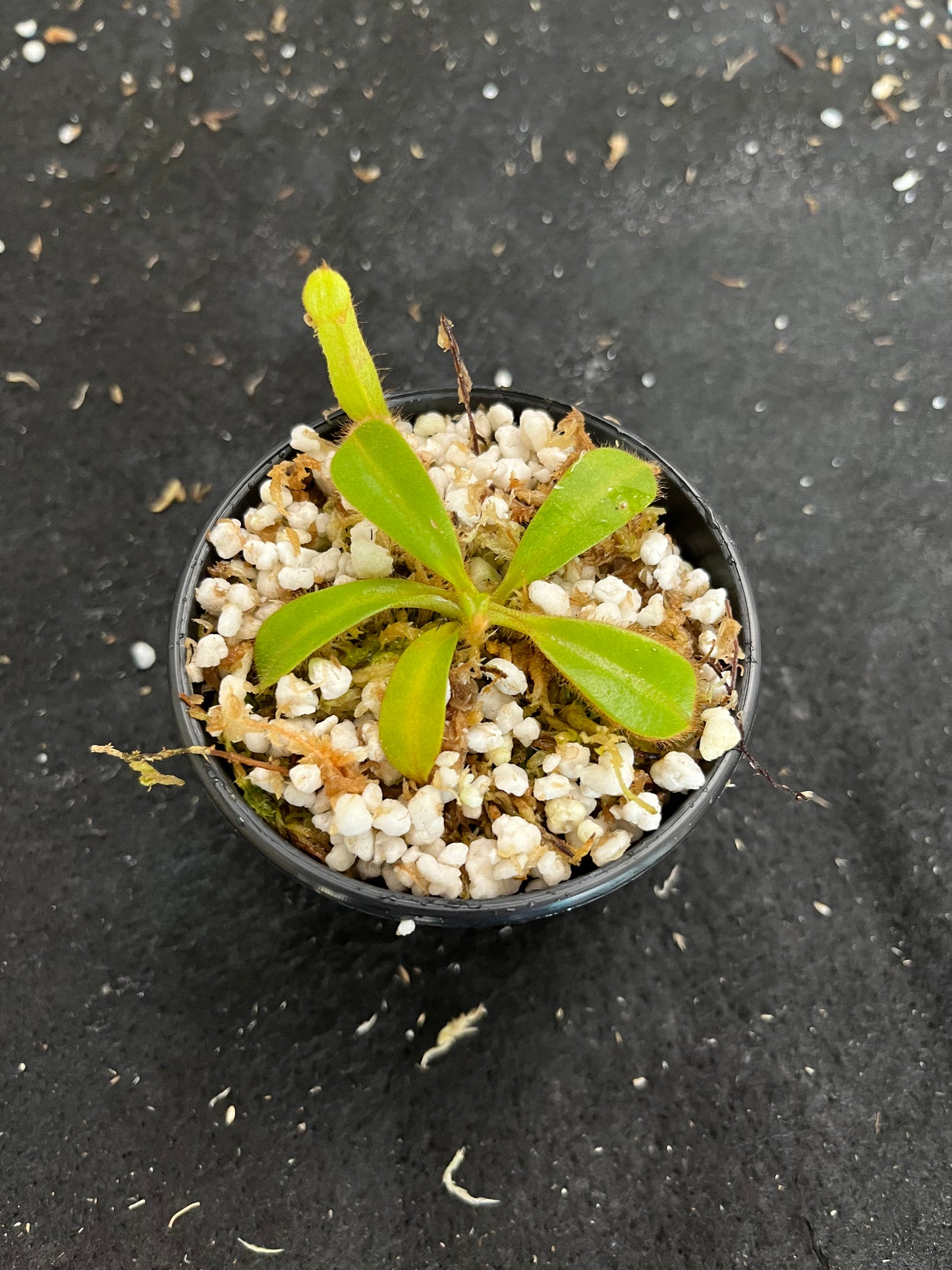 Nepenthes chaniana x veitchii