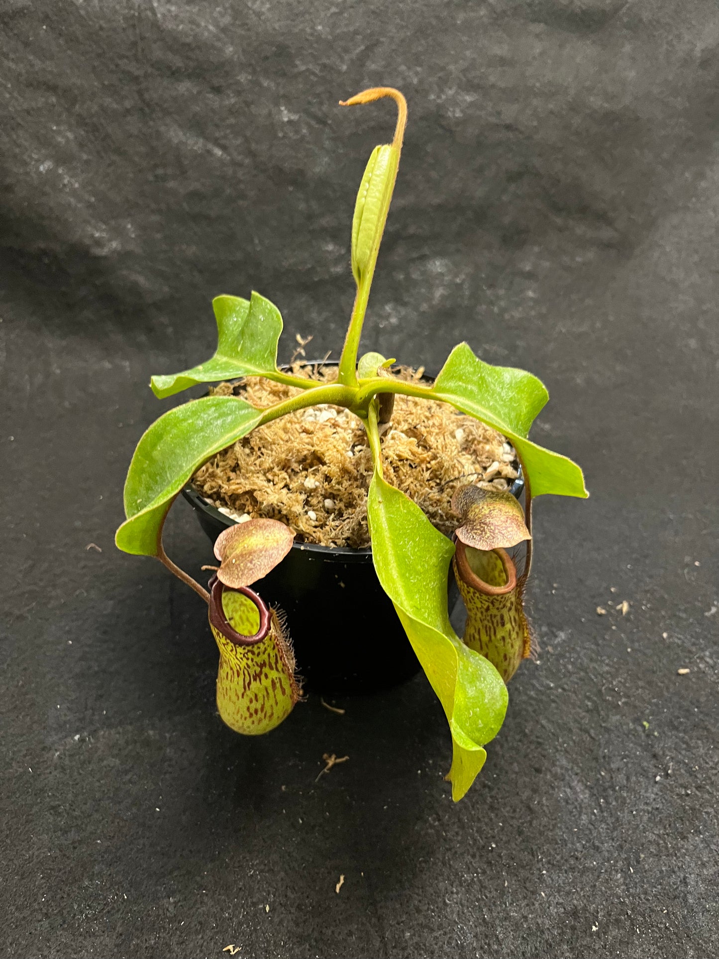 Nepenthes truncata x maxima