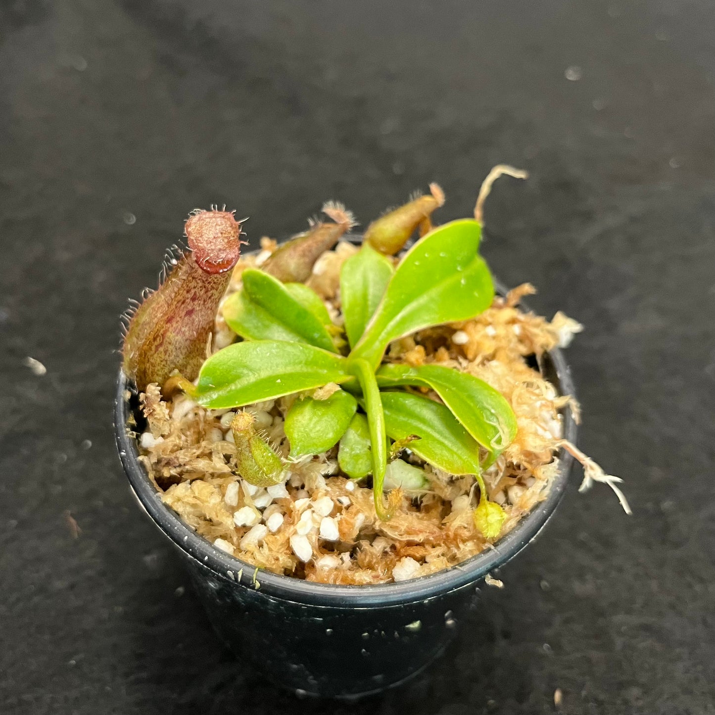 Nepenthes ventricosa x robcantleyi ‘Queen Malani’