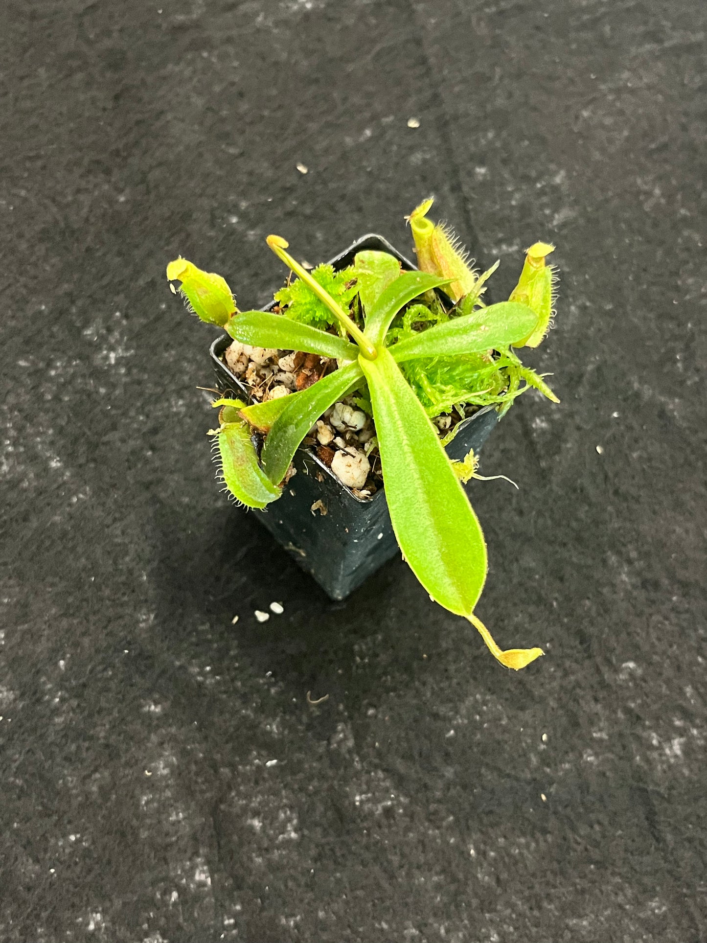 Nepenthes hamata x veitchii BE-4086