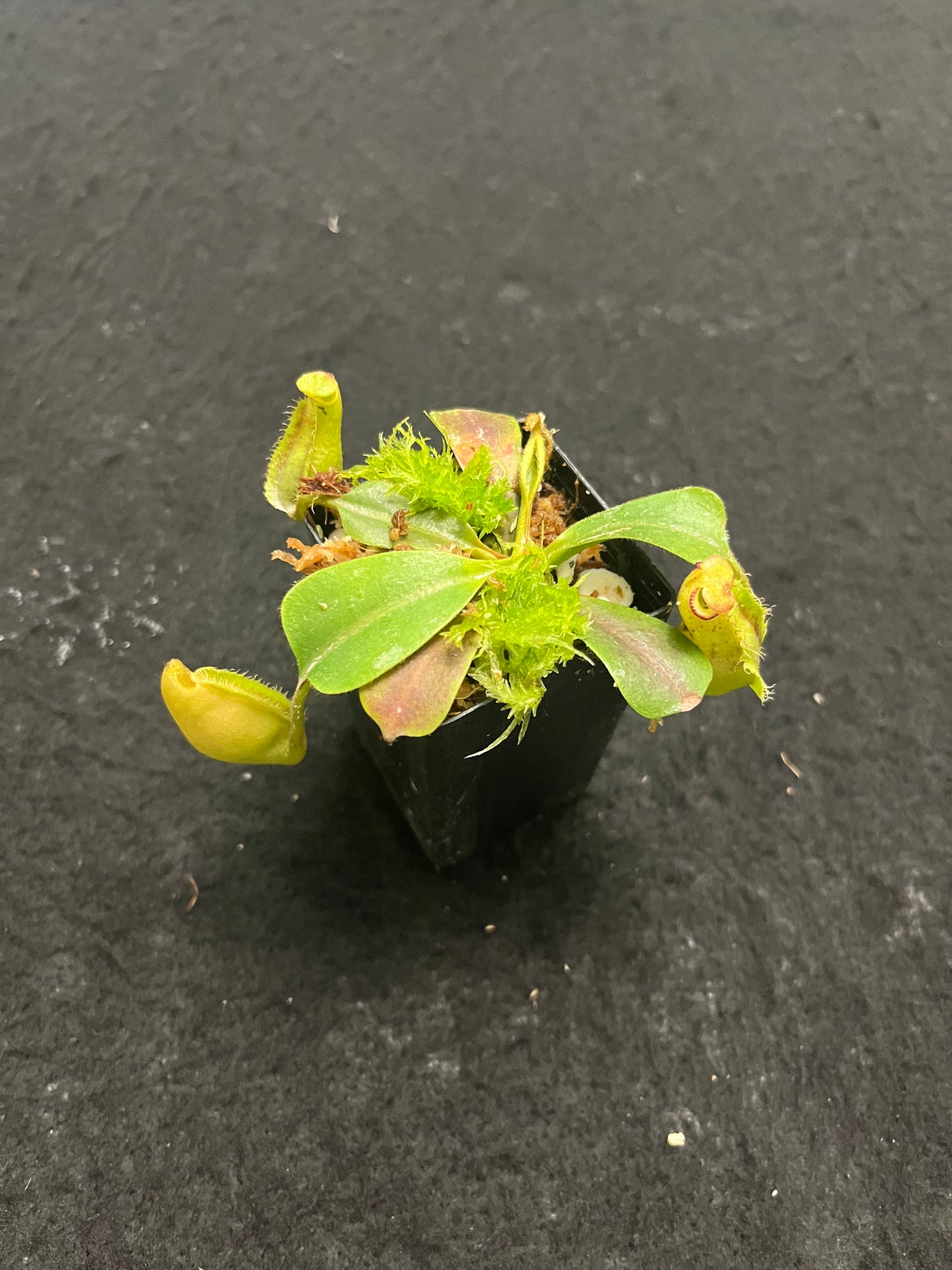 Nepenthes robcantleyi x veitchii BE-3933