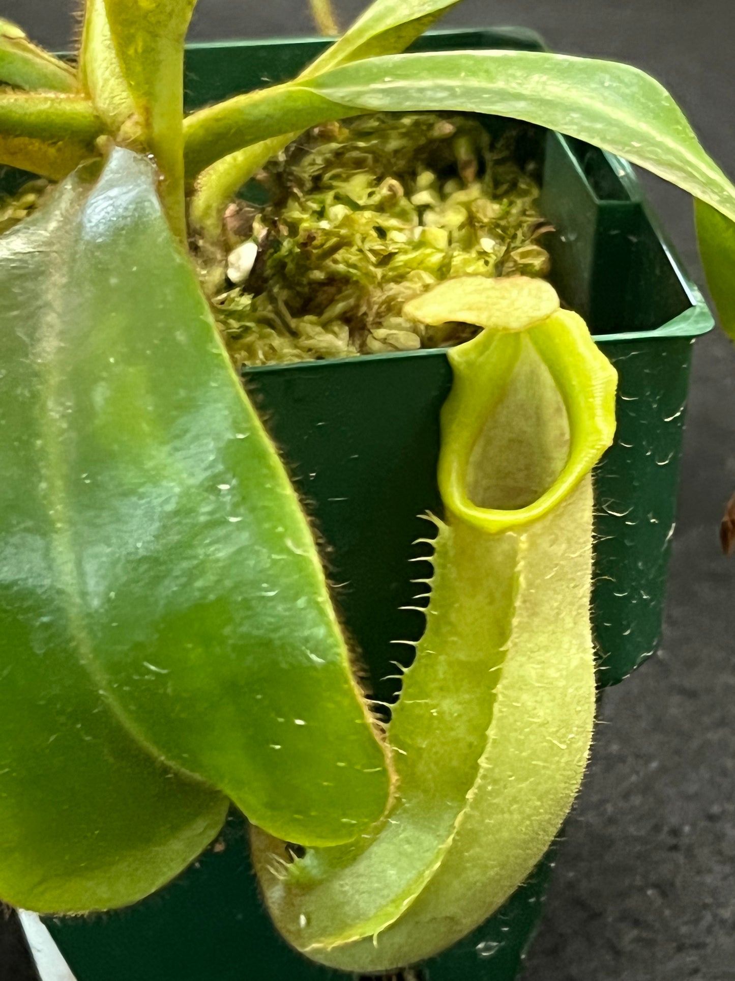 Nepenthes veitchii Bario Gold SG