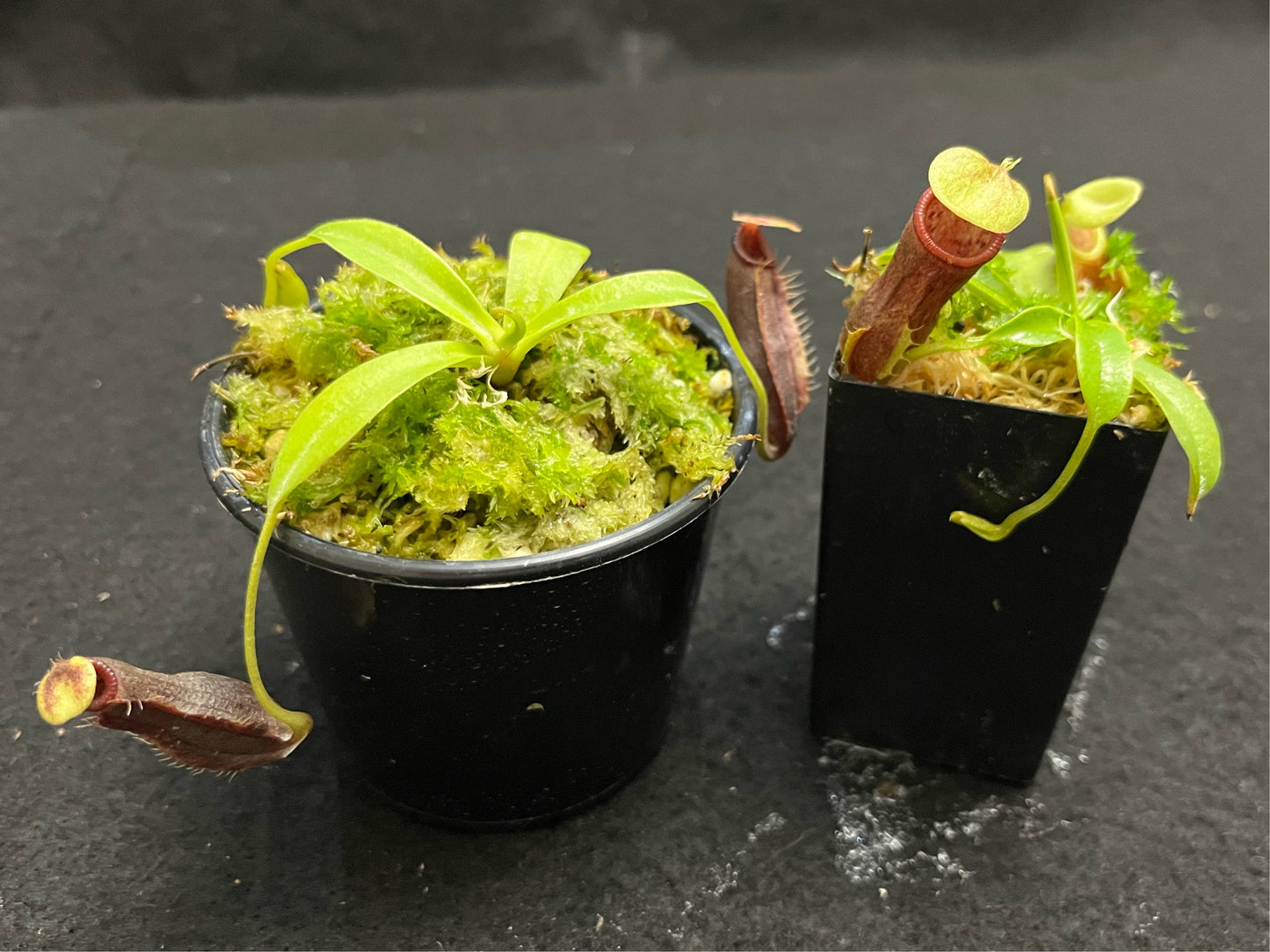 Nepenthes spathulata x singalana BE-4004