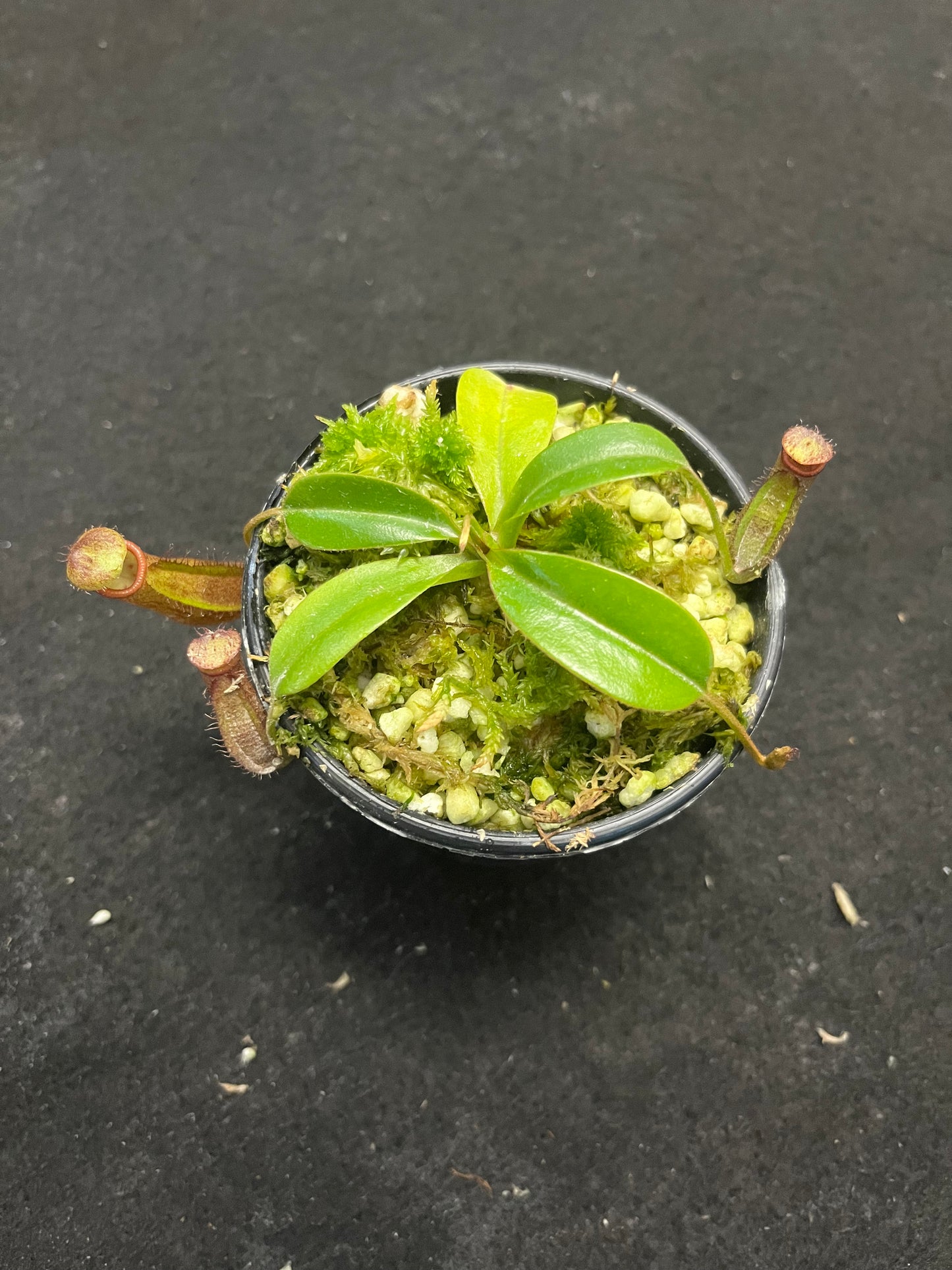 Nepenthes densiflora x robcantleyi BE-3573