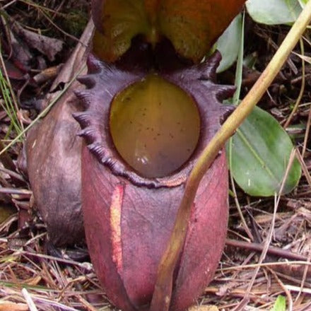 Nepenthes rajah BE-3152