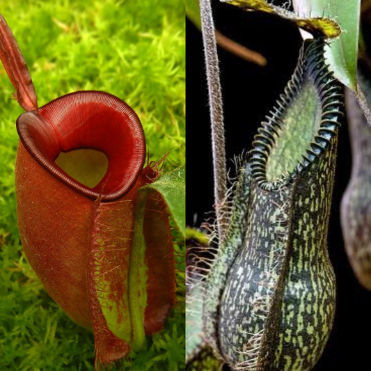 Nepenthes ampullaria x hamata