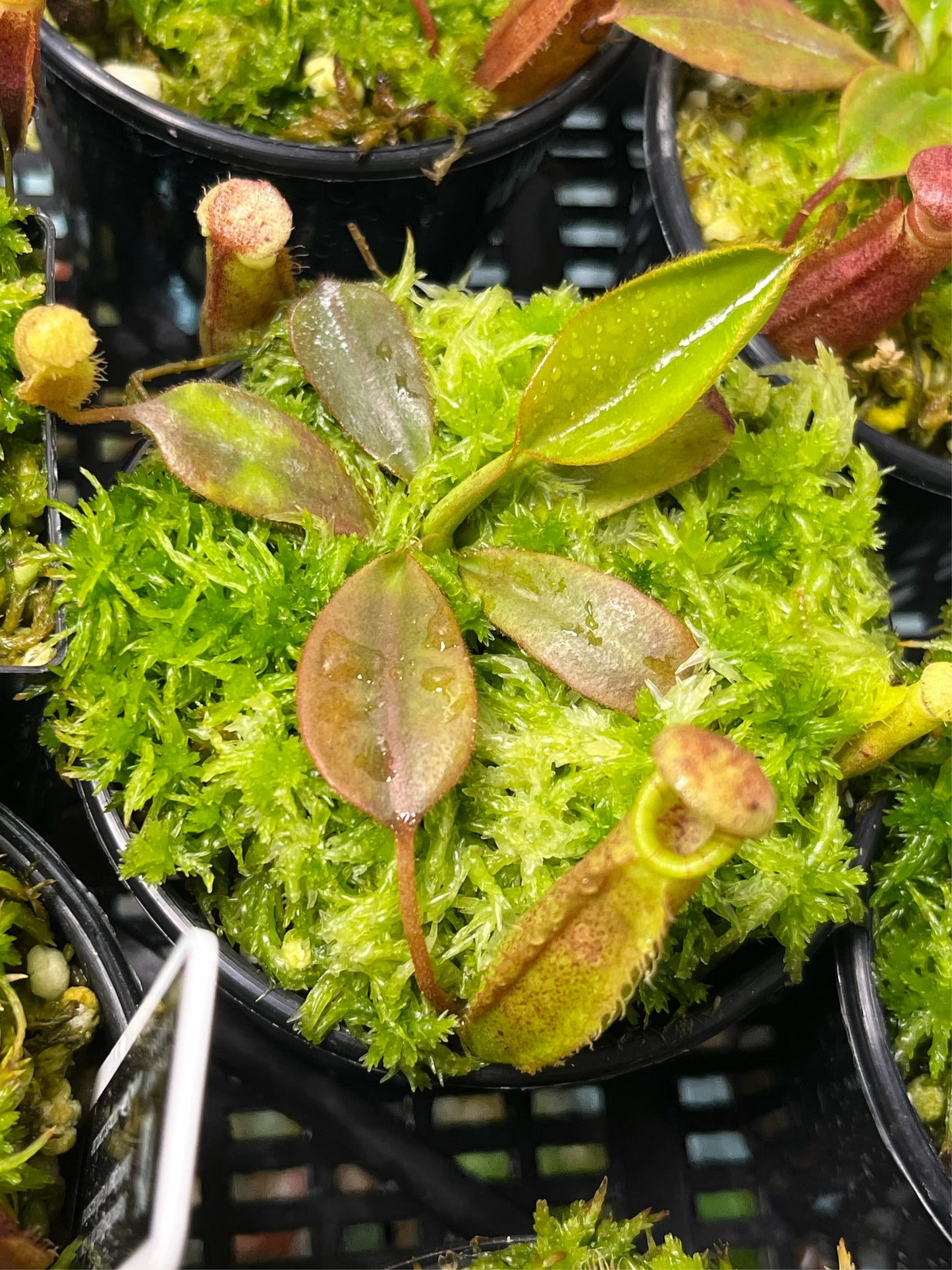 Nepenthes burbidgeae x (veitchii x lowii) BE-3993