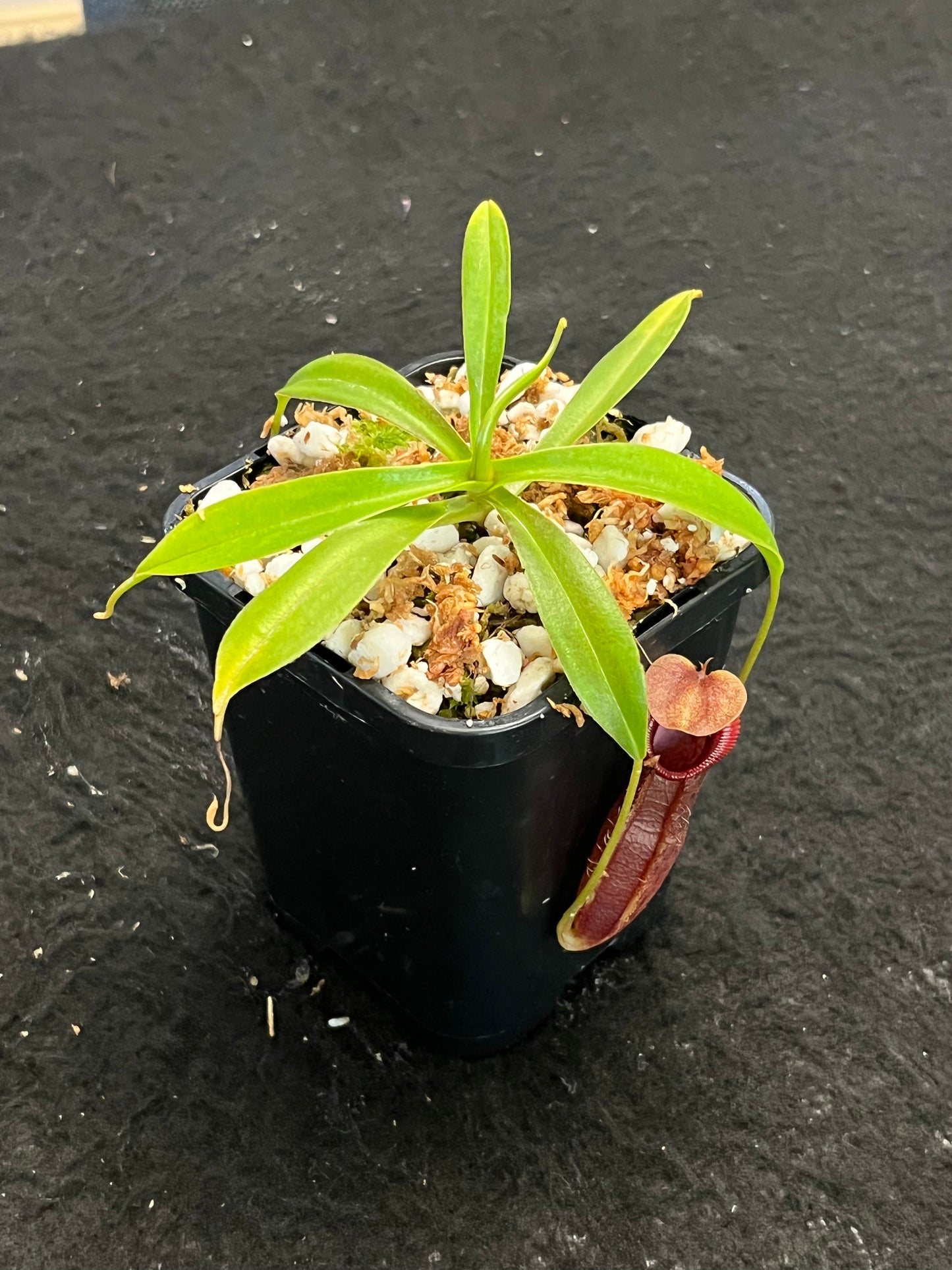 Nepenthes singalana x ovata BE-3882