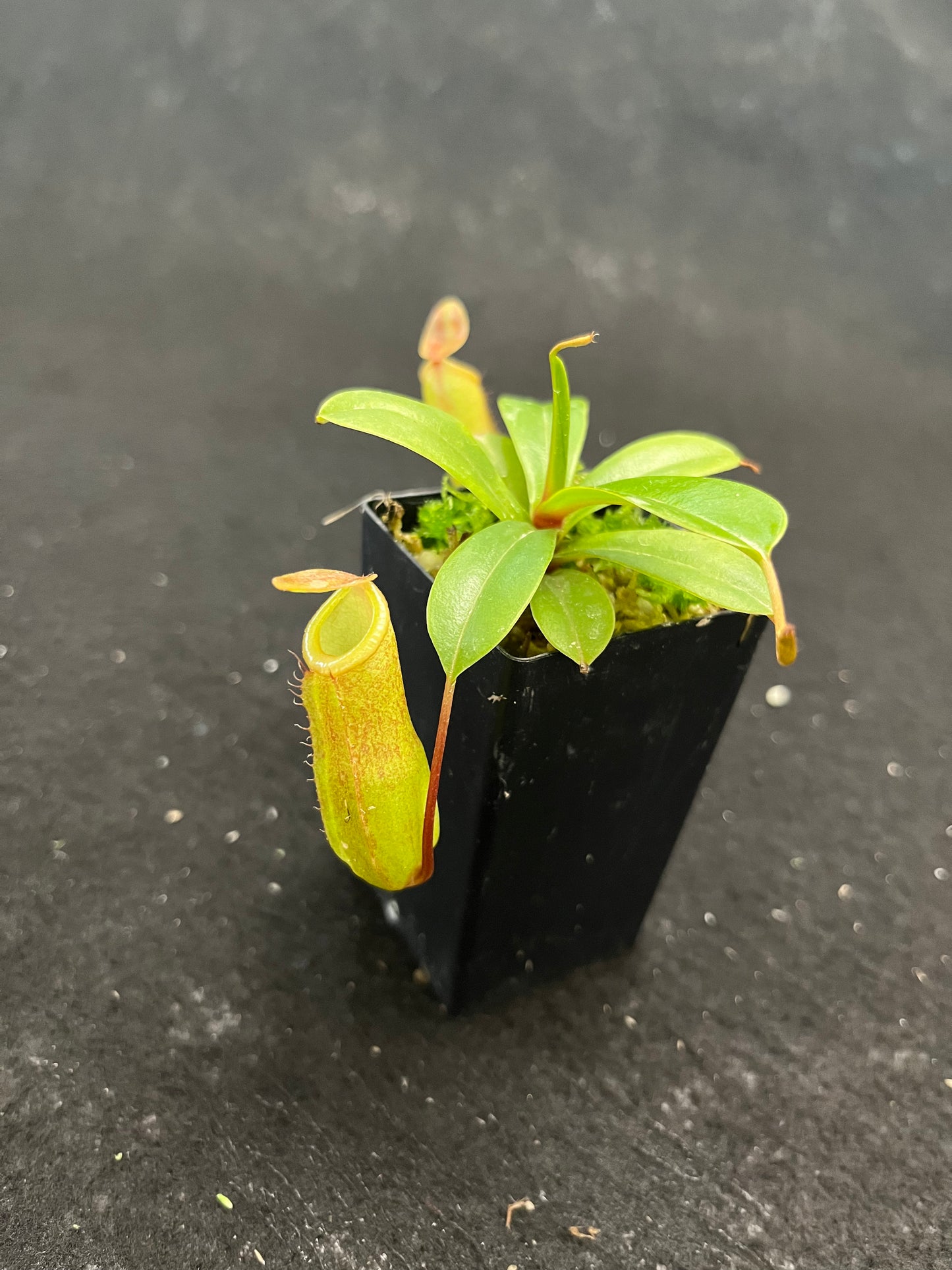 Nepenthes ventricosa x dubia