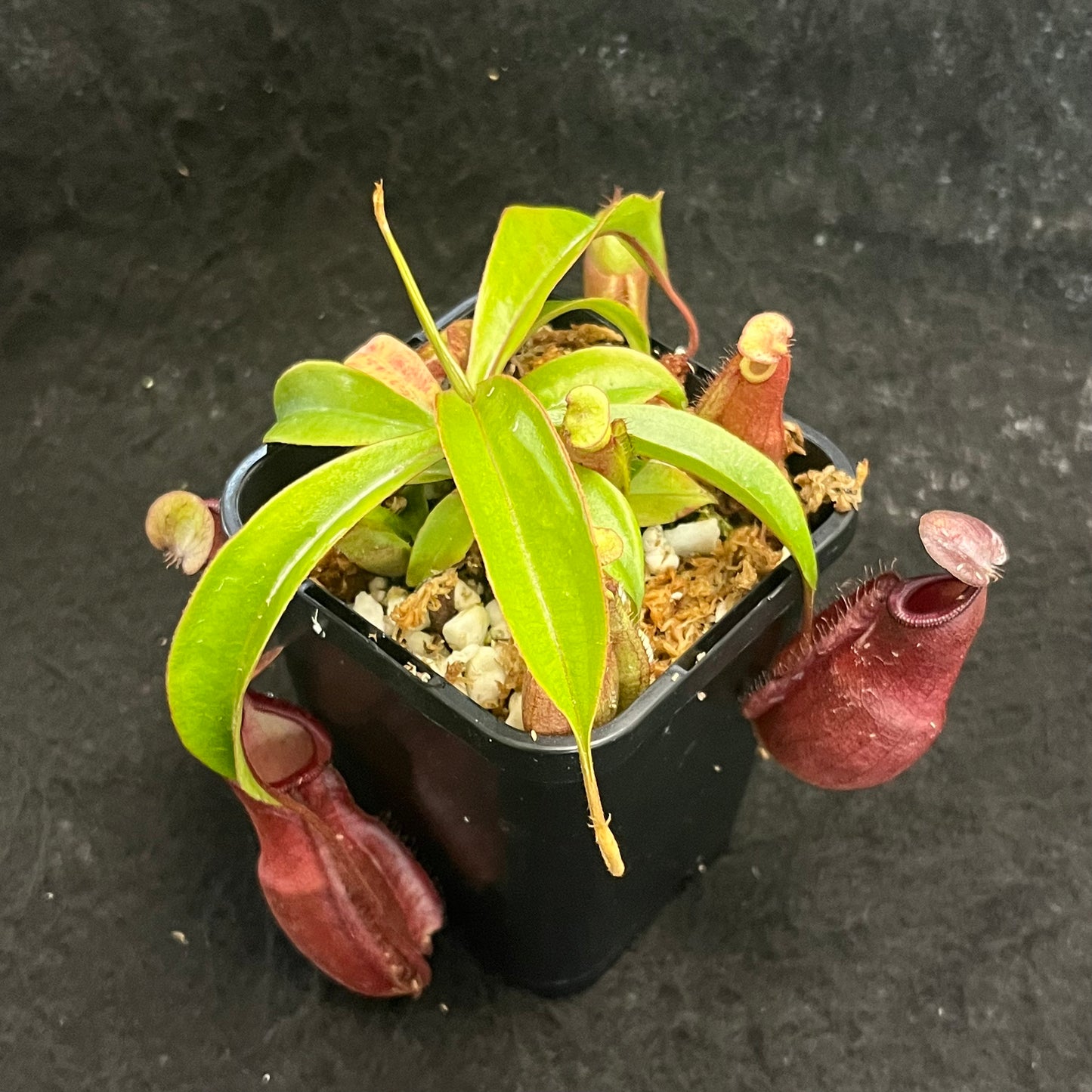 Nepenthes densiflora x mirabilis var. globosa BE-3656