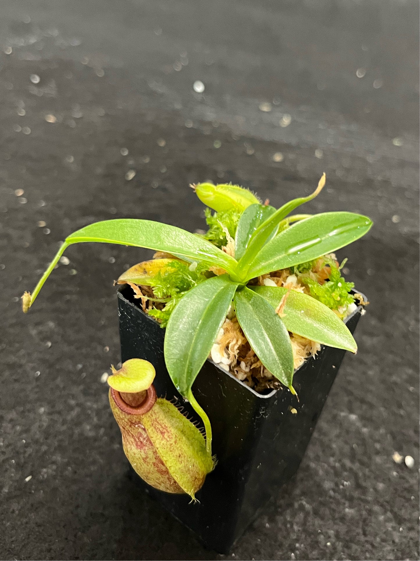 Nepenthes merrilliana x aristolochioides