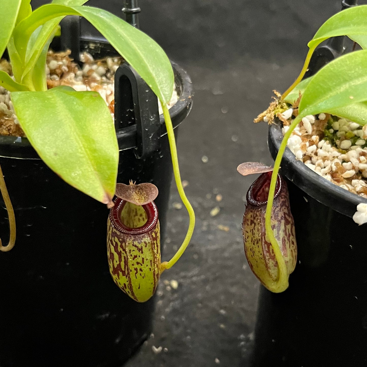 Nepenthes aristolochioides x burkei BE-3832