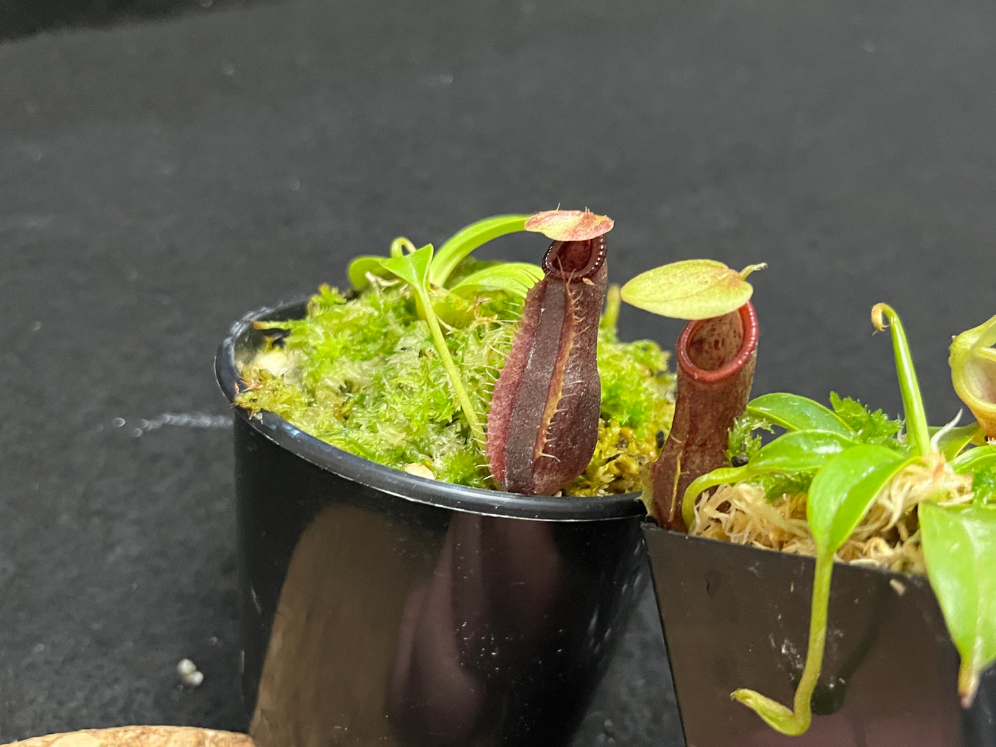 Nepenthes spathulata x singalana BE-4004