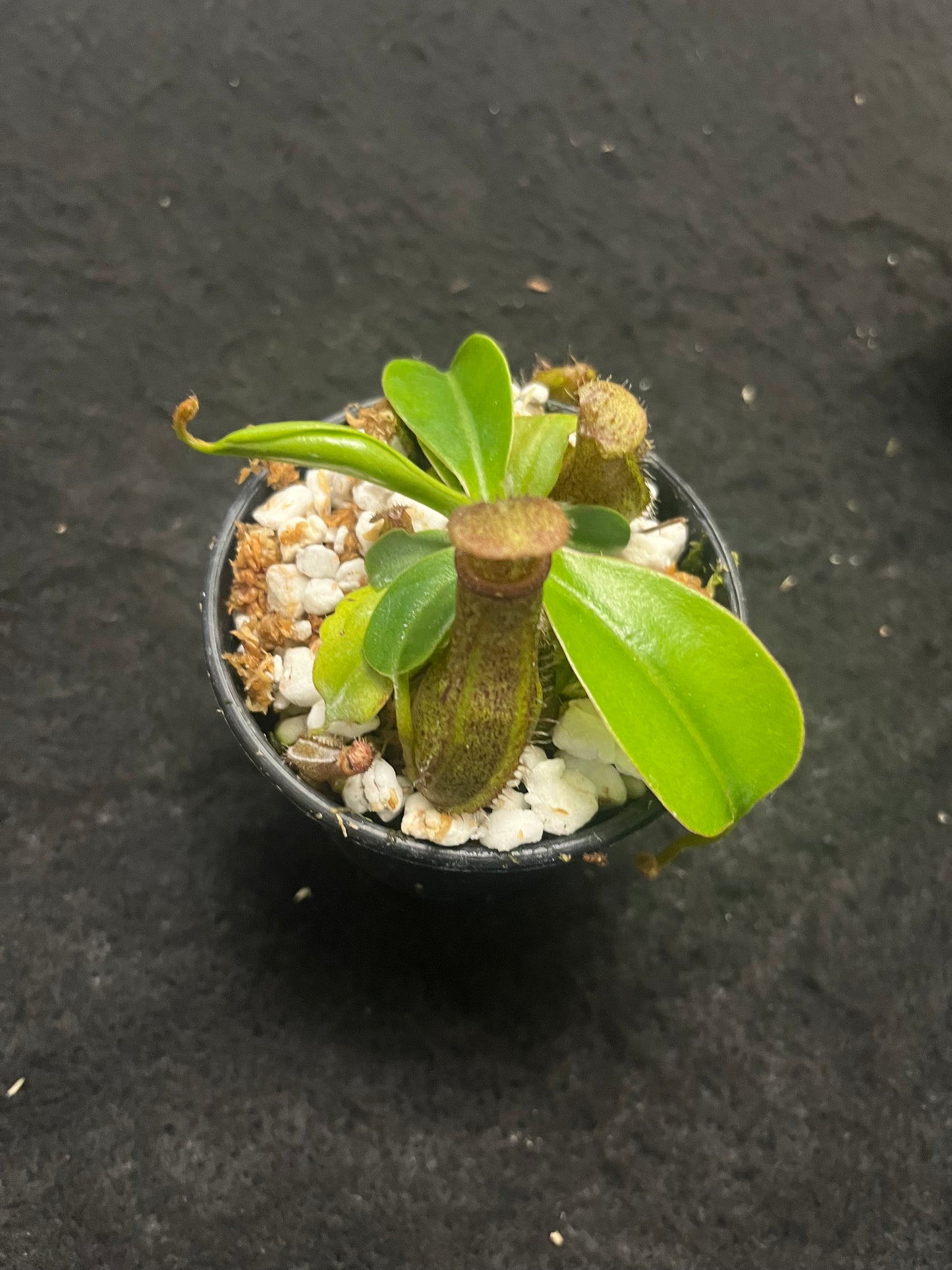 Nepenthes ventricosa x robcantleyi ‘Queen Malani’