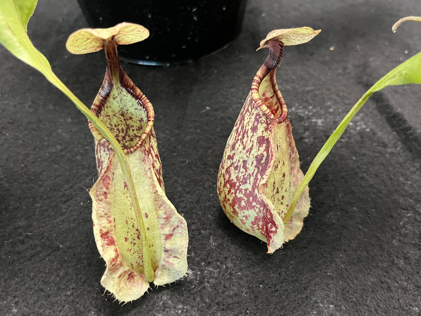 Nepenthes rafflesiana SG