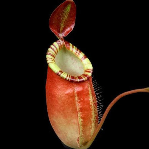 Nepenthes ampullaria x (spectabilis x talangensis)