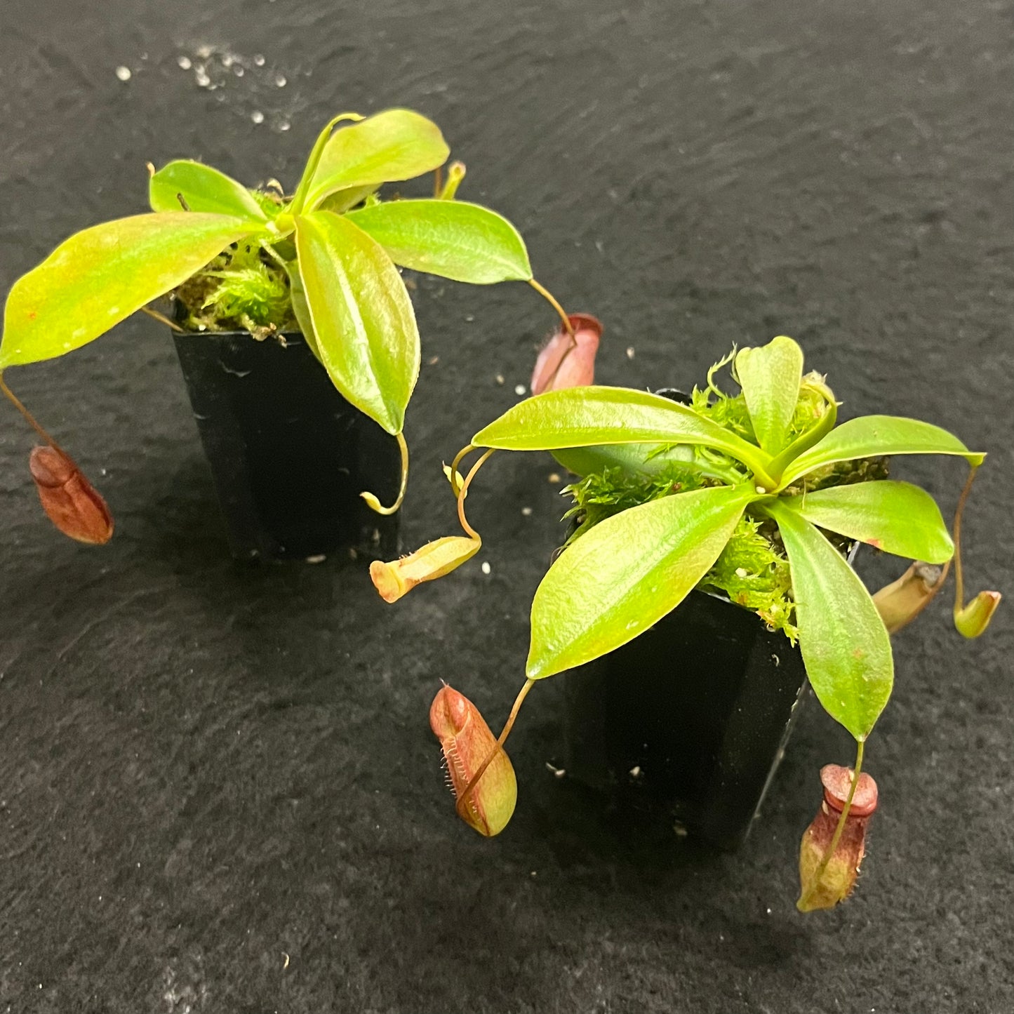 Nepenthes rajah x tenuis BE-4083