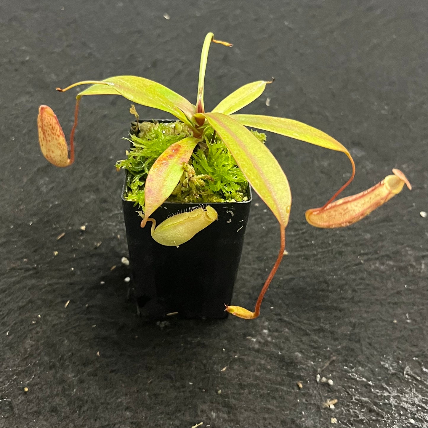 Nepenthes spectabilis x ventricosa