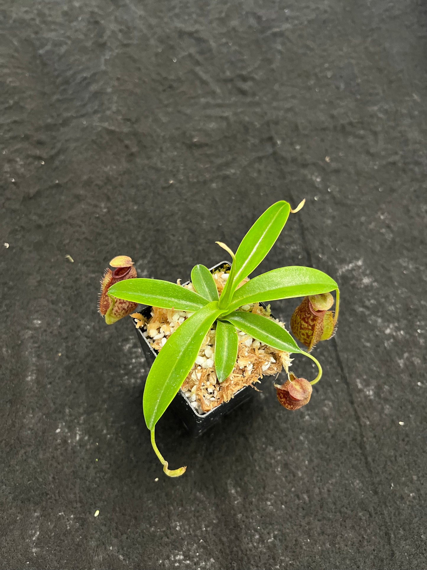 Nepenthes merrilliana x aristolochioides