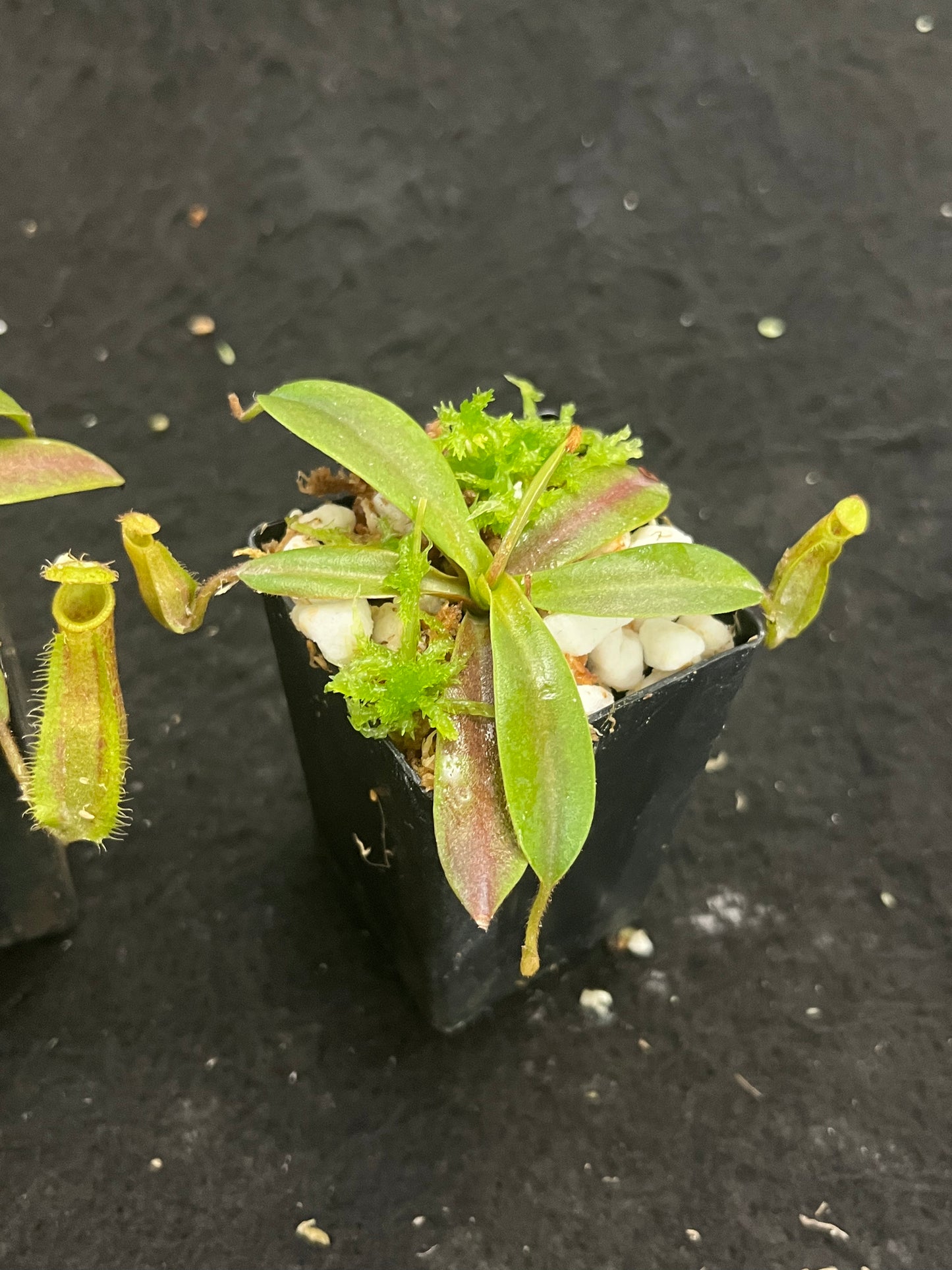 Nepenthes hamata x veitchii BE-3943