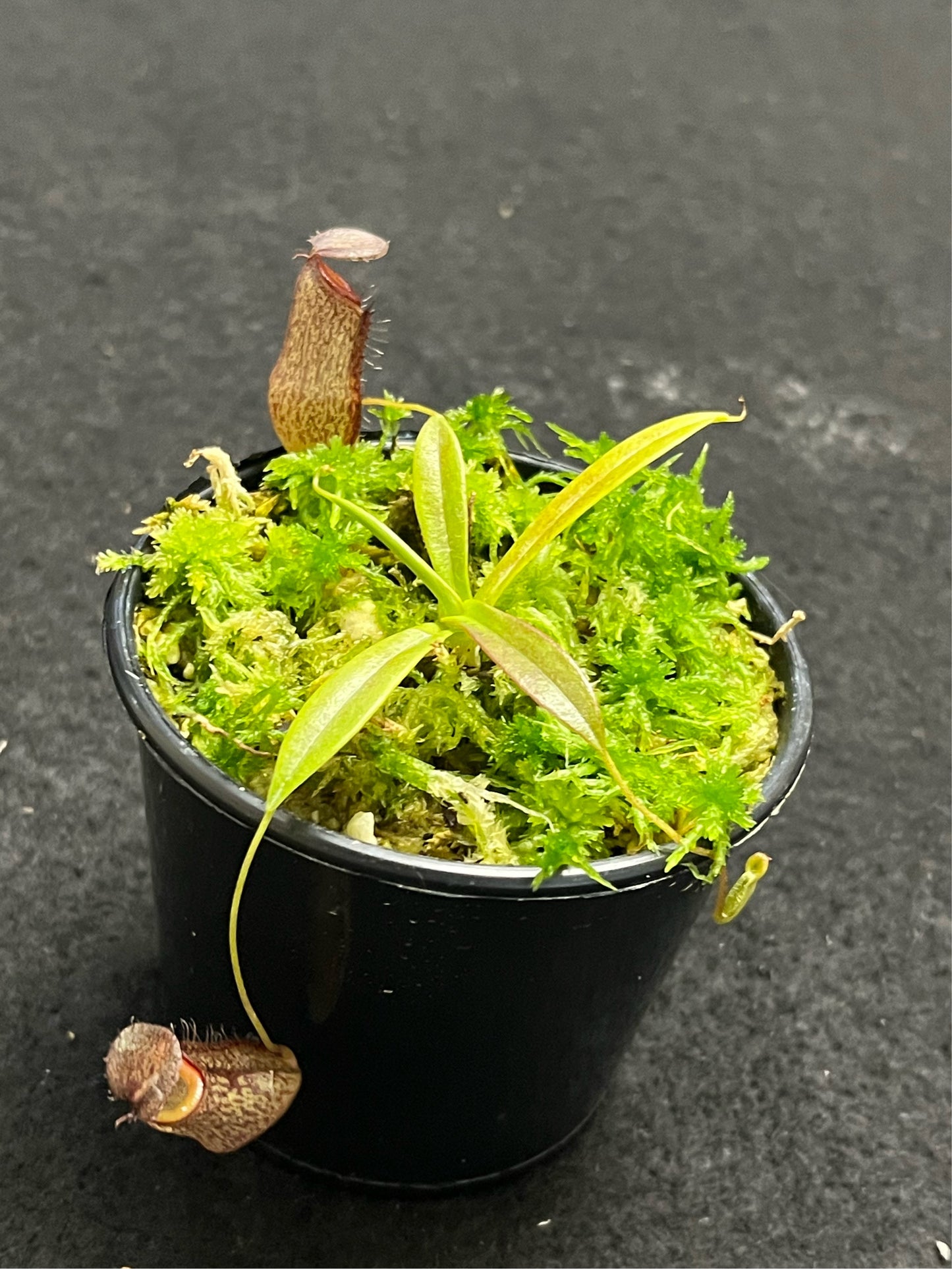 Nepenthes (hamata x glabrata) x tenuis