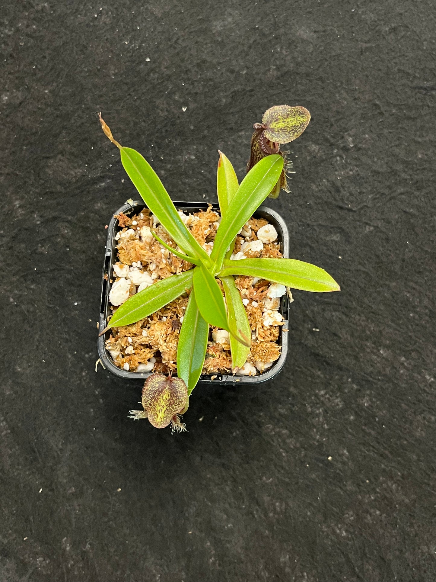 Nepenthes singalana x hamata BE-3955