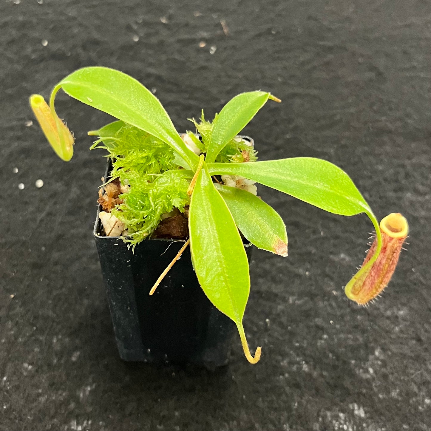 Nepenthes spectabilis x lowii BE-4524