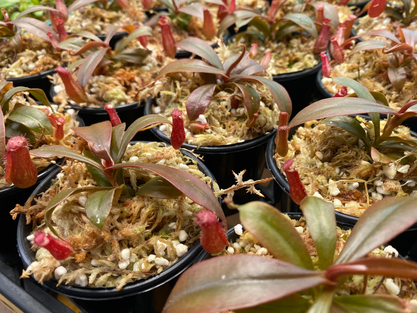 Nepenthes ampullaria x ventricosa "Bloody Mary”