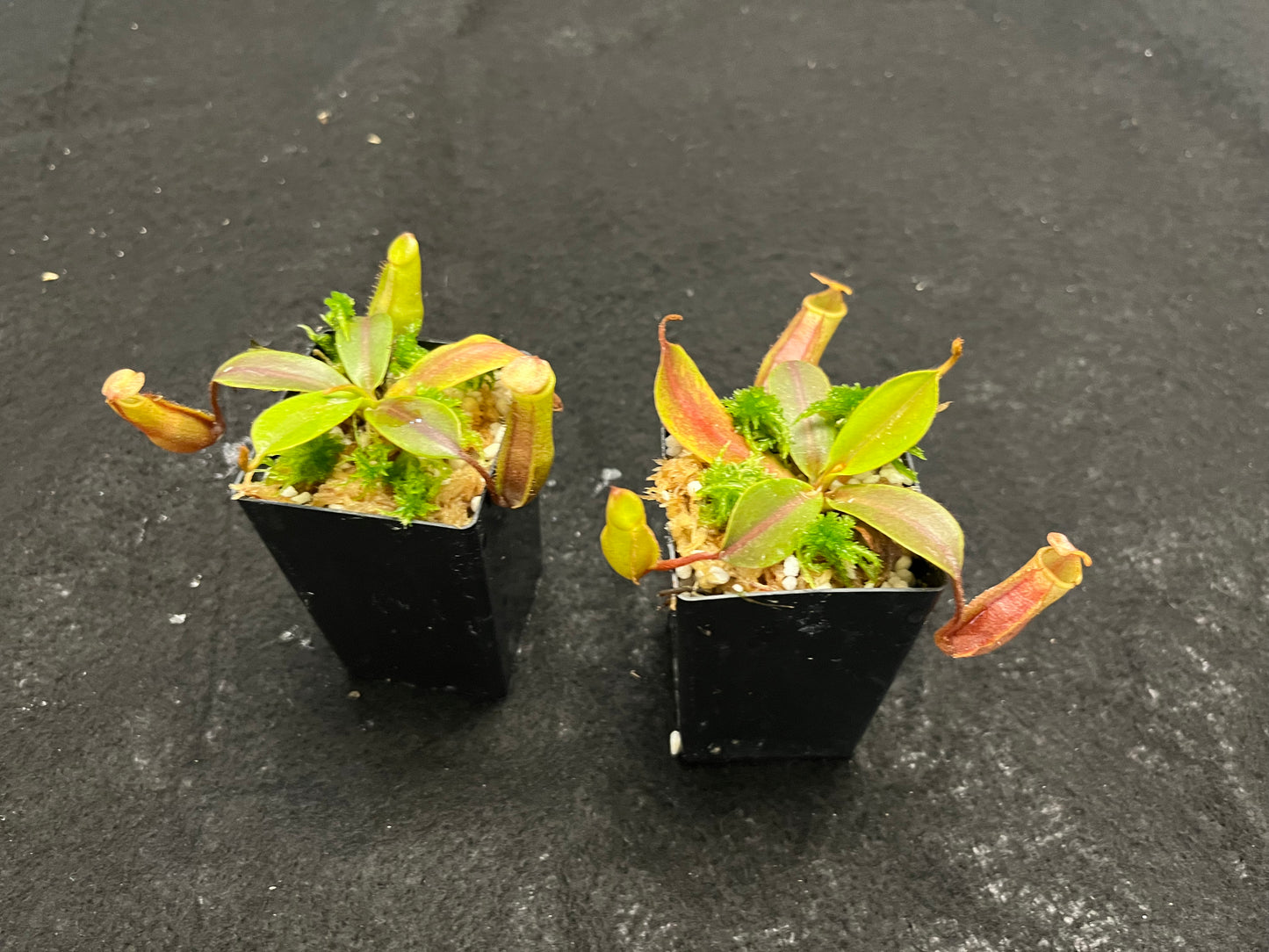 Nepenthes veitchii x mira BE-3696