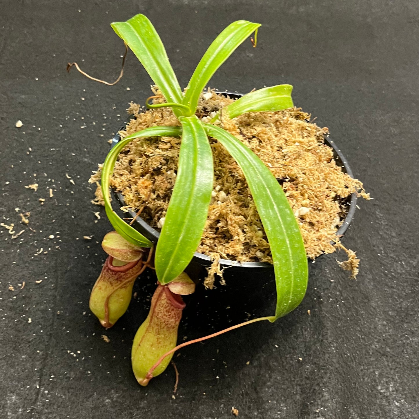 Nepenthes ventricosa x insignis 'Biak'