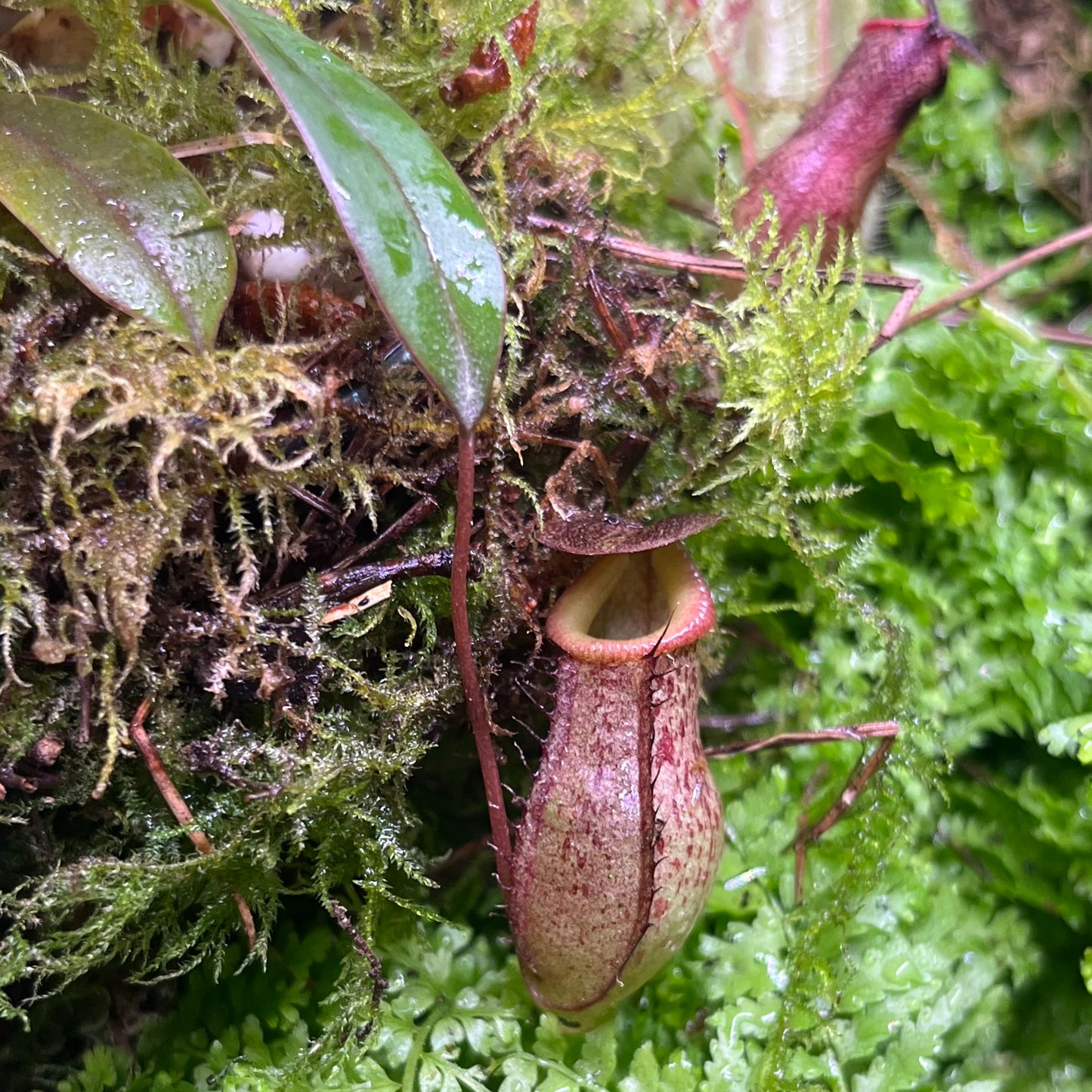 Nepenthes burkei x tenuis BE-4535