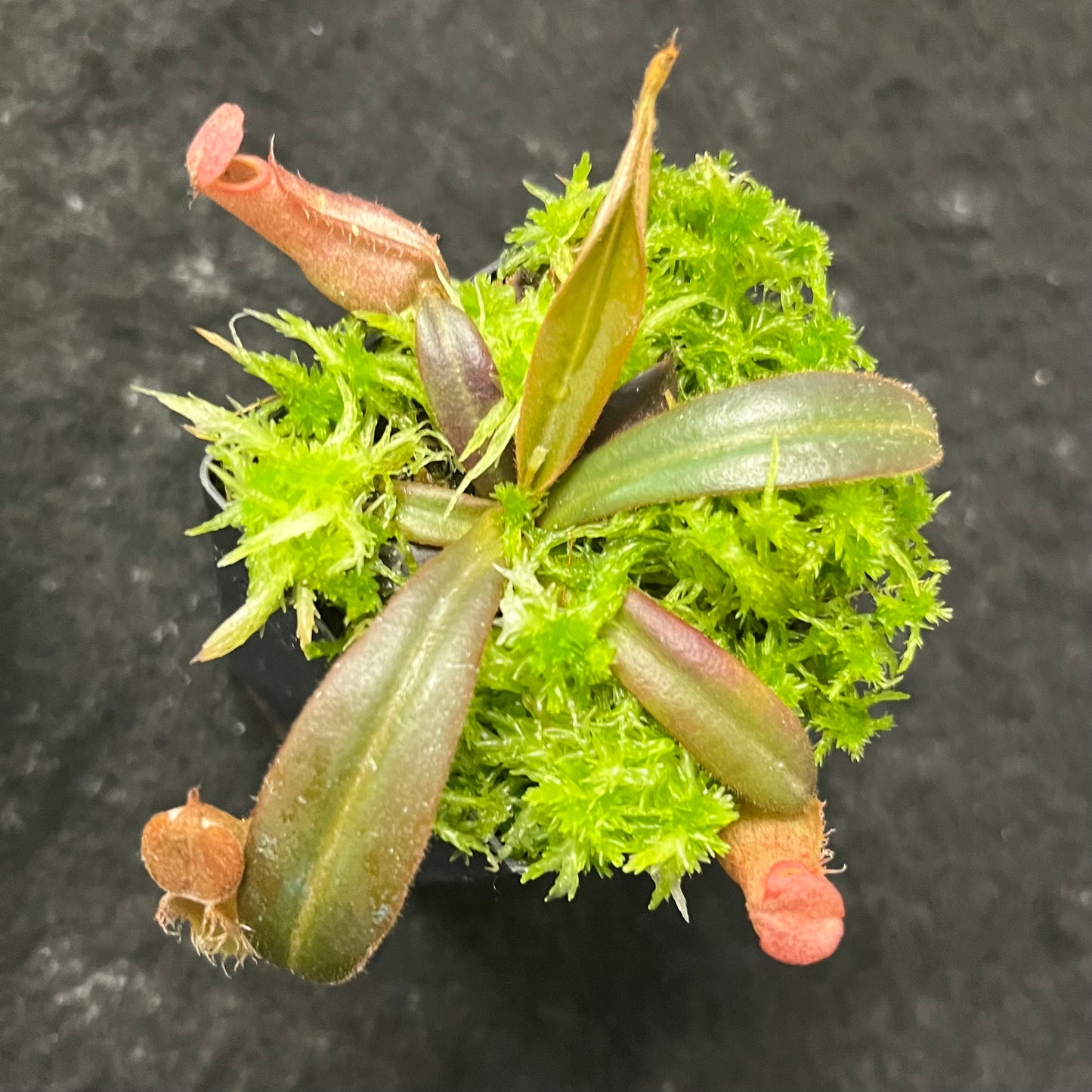 Nepenthes albomarginata Red